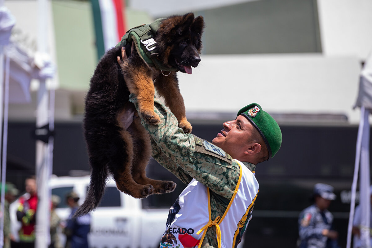 Türkiye'den Meksika'ya 'Arkadaş' isimli Alman kurdu hediye edildi. Arama kurtarma köpeği 'Proteo' anısına Türkiye'den Meksika'ya hediye edilen üç aylık yavru Alman kurdu için isim töreni düzenlendi. 