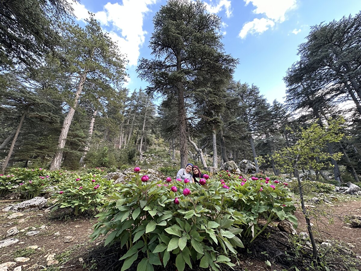 Çiçeğin doğal yayılışının olduğu alanları fotokapanlarla ve sürekli devriye atarak takip eden ekipler, endemik çiçeği koparana ilgili yasa kapsamında 244 bin lira ceza uyguluyor.