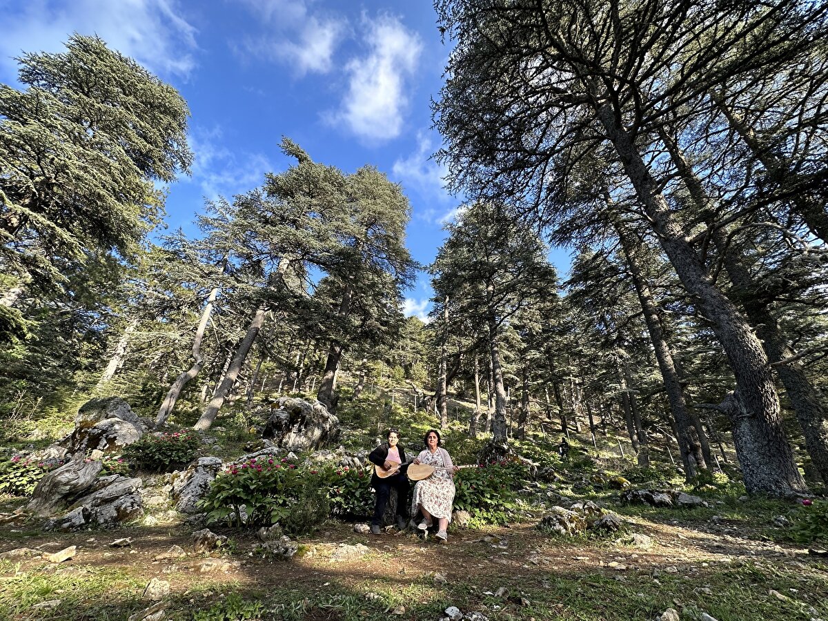 Yılda 10 günlüğüne çiçek açarak sedir ormanlarını adeta pembeye bezeyen şakayıklar, Doğa Koruma ve Milli Parklar ekiplerince korunuyor.