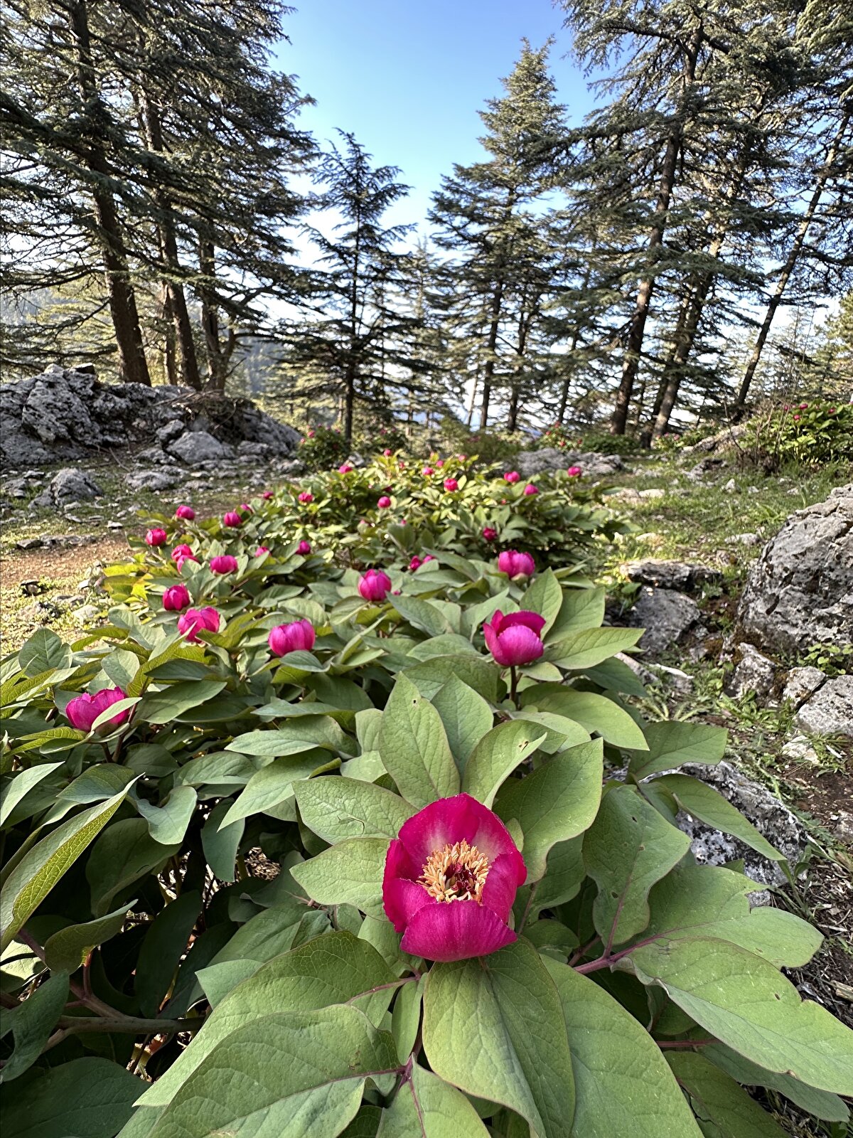 Antalya'nın Aksu ilçesinde 2016 yılında 'Çiçek ve çocuk2 temasıyla gerçekleşen 'EXPO 2016 Antalya'nın da sembol çiçeği olan şakayık, Toros Dağları'nın 1100 ve 1500 metre yükseklikteki sedir ormanlarında doğal yayılış gösteriyor.