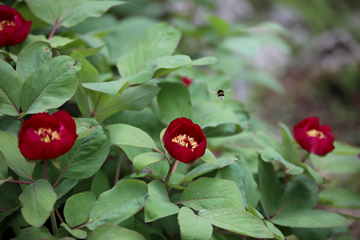 Özellikle Likya Yolu'nu yürüyen turistlerin ilgi gösterdiği çiçeğin yayılış alanının, son yıllarda alınan tedbirlerle arttığı belirtiliyor.