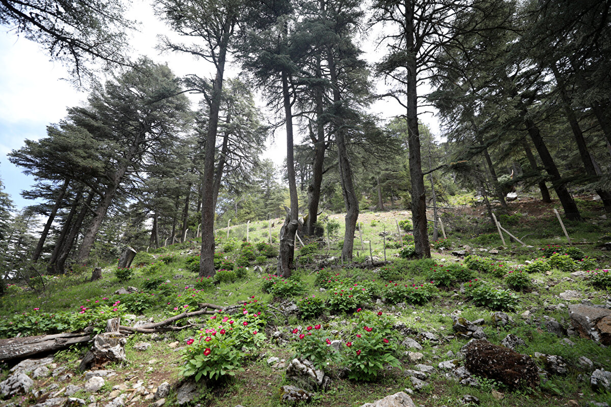 Endemik bitkiler üzerine uzun yıllardır araştırma yapan Akdeniz Üniversitesi Eğitim Fakültesi Biyoloji Eğitimi Anabilim Dalı Öğretim Üyesi Doç. Dr. İsmail Gökhan Deniz, AA muhabirine, Türkiye'nin bitki türleri açısından zengin olduğunu söyledi.