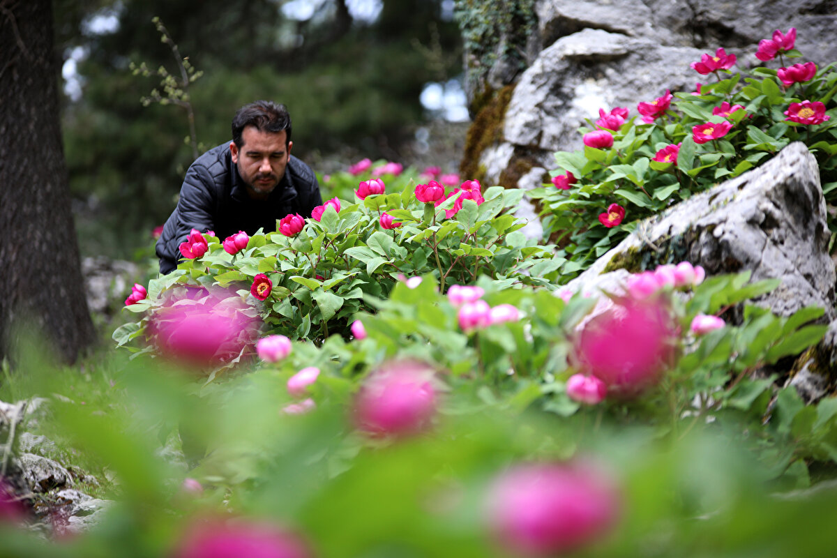 Antalya'da hızlı iklimsel ve topoğrafik yapı değişimlerine ayak uydurmak için bitki türlerinin de sürekli bir gelişim ve değişim içerisinde olduğuna dikkati çeken Deniz, şunları söyledi:
