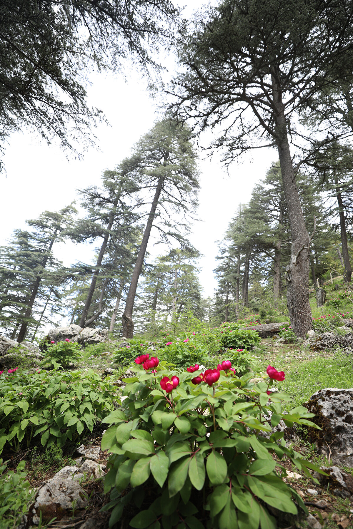 Türkiye'de bulunan 10 bin bitki türünden 3 bin 500'ünün endemik olduğuna dikkati çeken Deniz, "Antalya, endemik bitki çeşitliliği açısından çok zengin bir biyolojik çeşitliliğe sahip. Antalya'da 700 endemik bitki türü bulunuyor. Bunların en önemlileri arasında da şakayık yer alıyor." dedi.