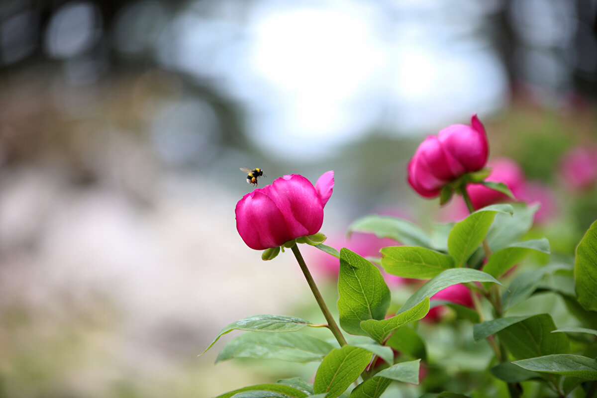 "Şakayık da hızlı iklimsel ve topoğrafik değişime ayak uydurmuş bir çiçek. İlkbahar döneminde bulunduğu yüksekliğe bağlı olarak nisan ya da mayıs ayında çiçek açıyor. Sedir ağaçlarının altındaki orman ve orman altı açıklık bölgelerini seviyor. Likya Yolu'ndaki Sarıçınar Tepesi bölgesinde çok bulunuyor. Burası çok önemli bir ekolojik alan. Yerel halk 'Ayı, Yörük, yaban gülü' gibi adlar takıyor."