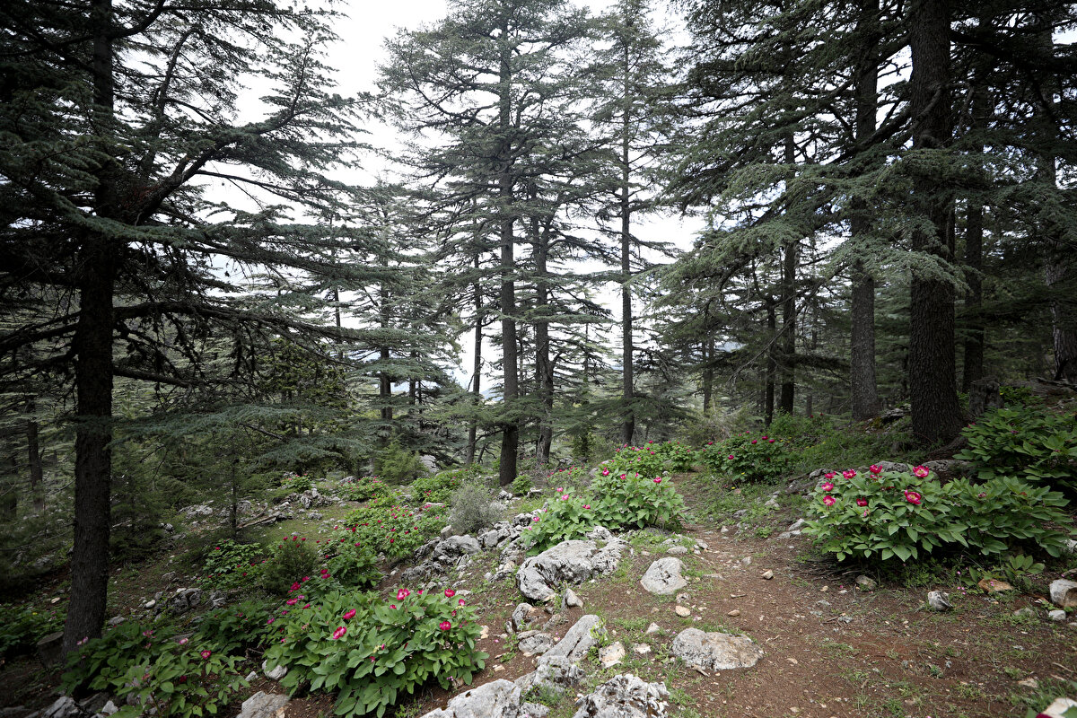 Şakayıkı koparanlara önemli para cezası verildiğini hatırlatan Deniz, şöyle konuştu:<br>"Bir bitki türü endemikse ve dünyada sadece orada bulunabiliyorsa bunun bir nedeni var. Çünkü tohumunu verdiğinde başka bir ortamda yetişemiyor, çiçeklenemiyor. Biz eğer o bitki türleri kendi yayılış gösterdiği bin ila iki bin metrenin arasından alarak balkonda veya iç mekanda saksıda yapabileceğimizi düşünüyorsak, bu çok büyük bir yanılgı içinde oluruz. İnsanlar balkonlarında, bahçelerinde yetiştirmek için iyi niyetle de olsa koparmasınlar. Köklü çıkartsalar bile bu çiçekler bir süre sonra ölüyor. Bu çiçeklerin evleri sedir ağaçların altındaki doğal ortamları."