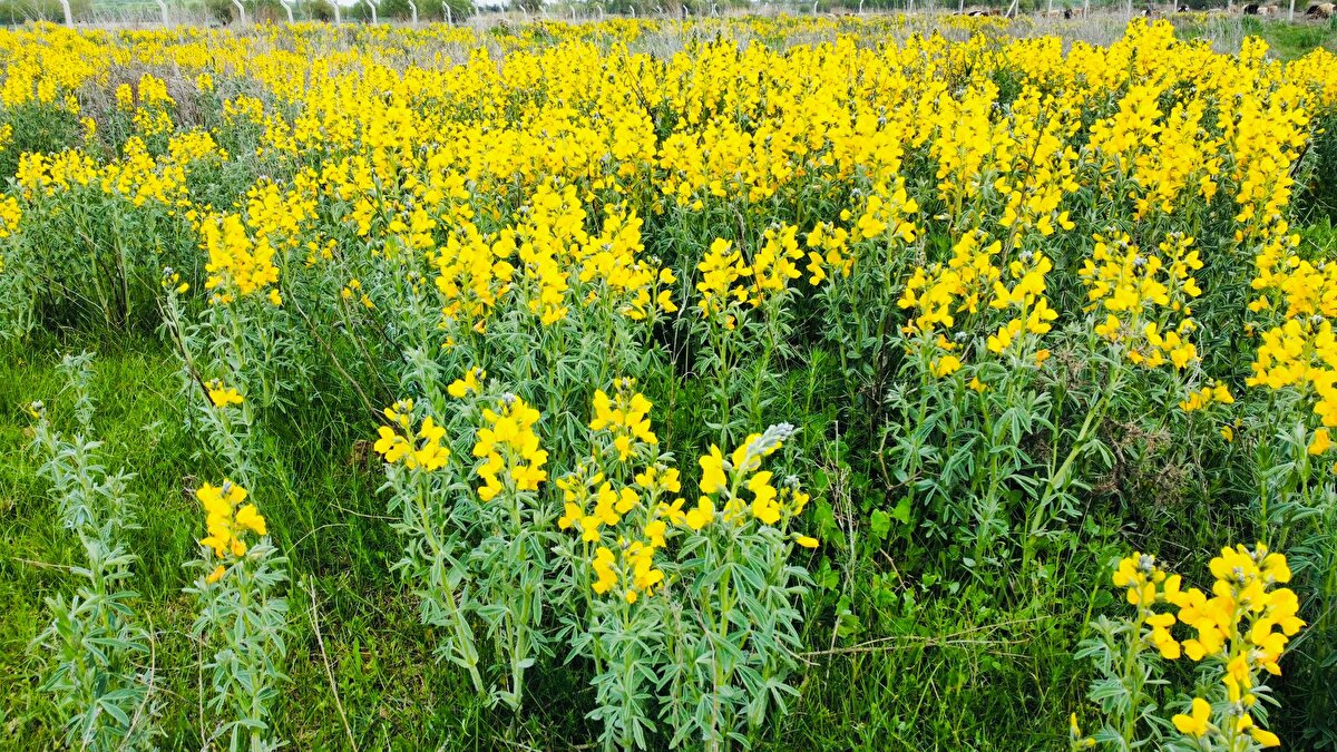Bu yıl Doğa Koruma ve Milli Parklar 5. Bölge Müdürlüğü tarafından koparana 244 bin 315 lira ceza belirlendiğini kaydeden Ateş, "Bu çiçeği önümüzdeki nesile aktarabilmemiz için koruma ve gözetmemiz gerekir" dedi.