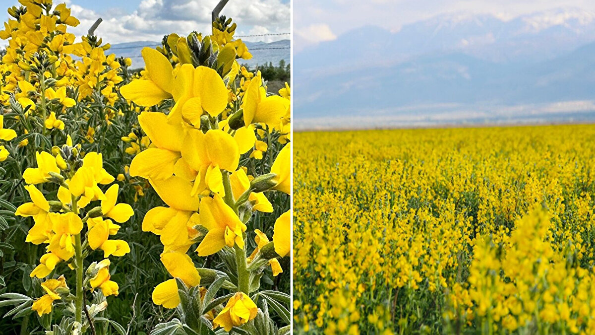 Eber Gölü alan kılavuzu ve rehberi Kadir Ateş, dünyada eşi benzeri olmayan çiçeğin, tek çiçekten üç meyve verebilen tek tür olduğunu söyledi.