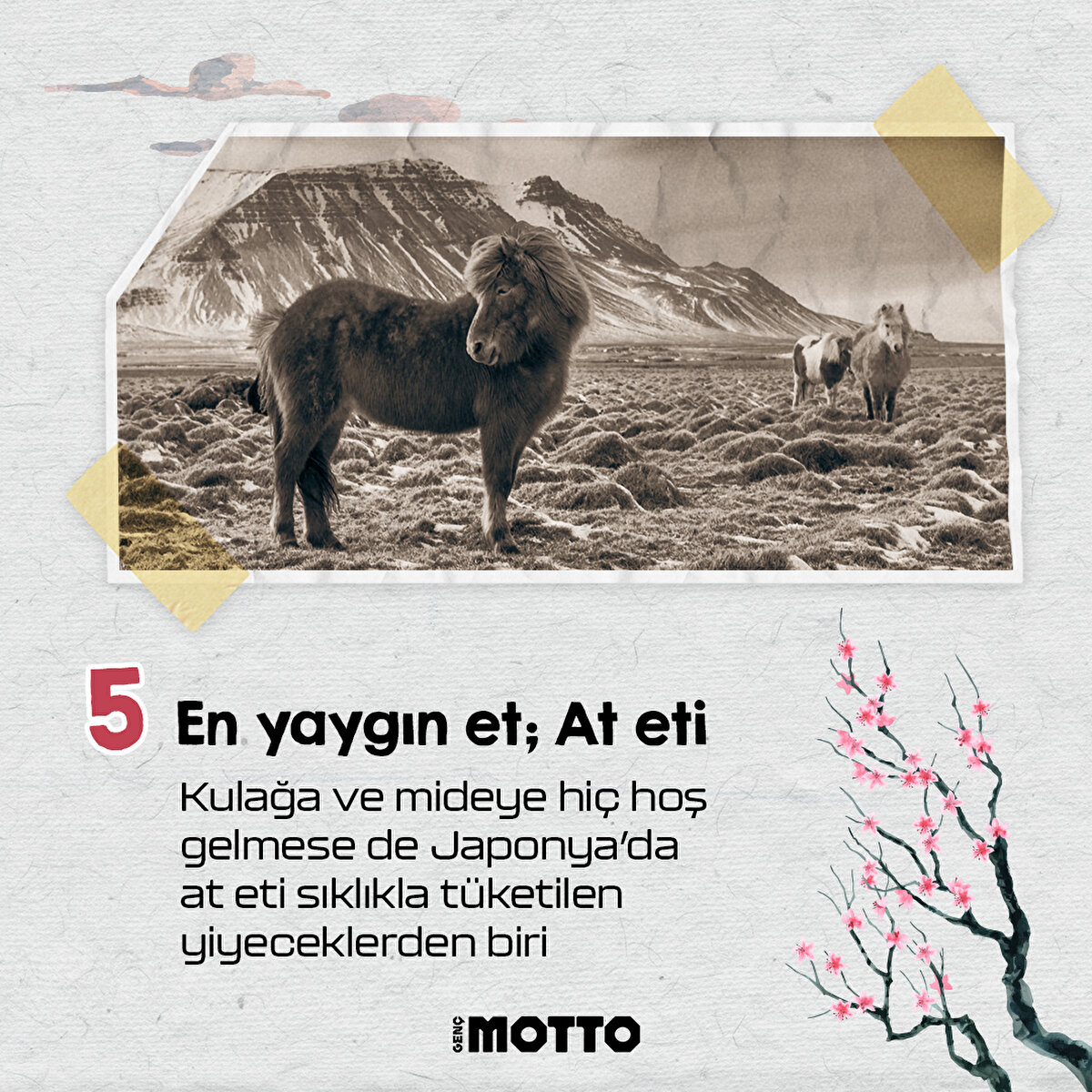 En yaygın et; At eti