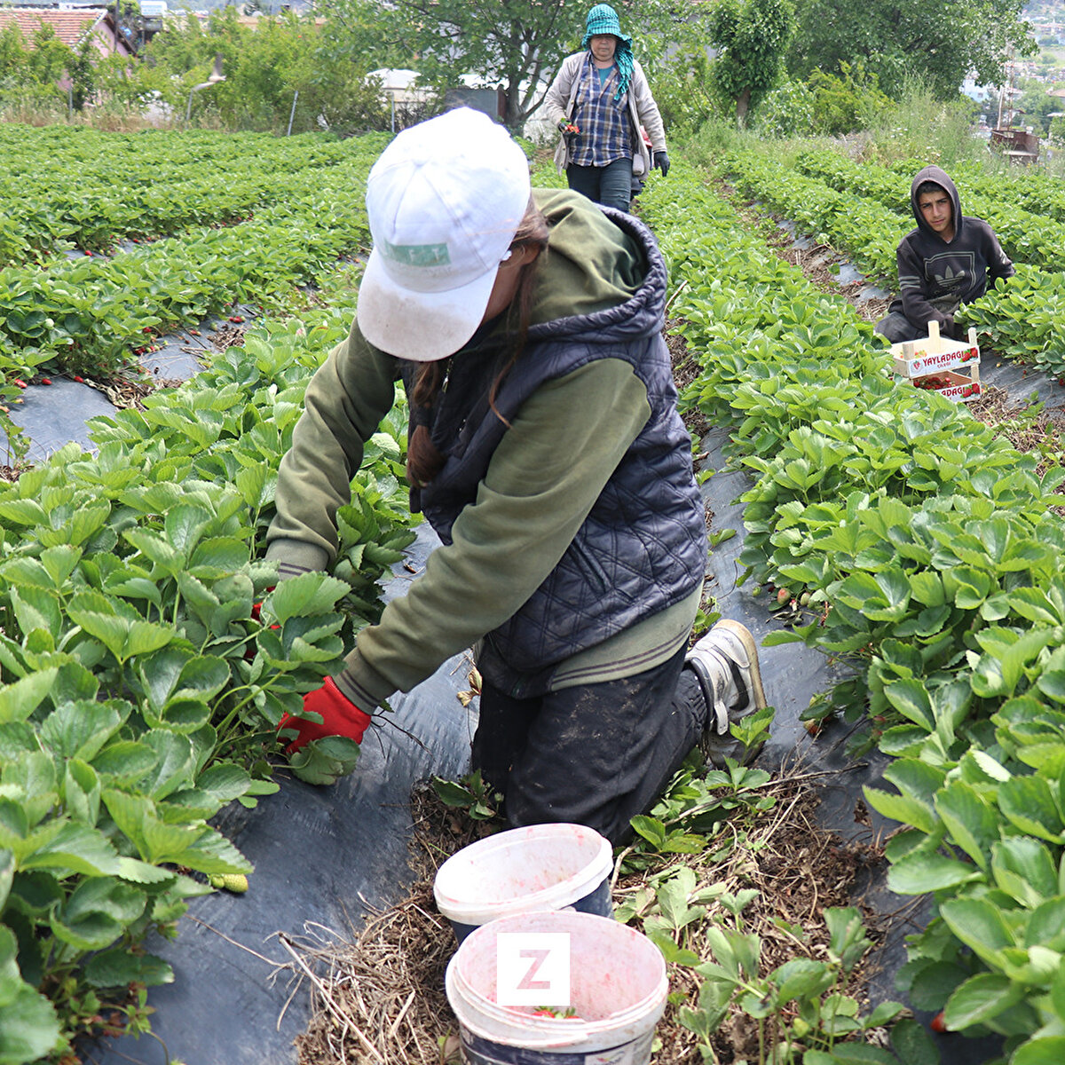 Üreticilerden Şadi Hastaca da bu yıl 15 dekarda çilek ekimi yaptığını ve verimin çok iyi olduğunu dile getirdi.<br><br>İlçede 3 yıldır çilek üretimi yapan Arif Hamiş de deprem nedeniyle ürünlerin gönderiminde sıkıntı yaşanabileceğini kaydetti.