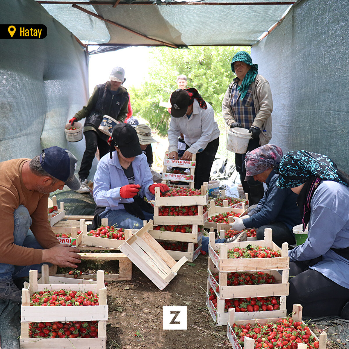 Kahramanmaraş merkezli depremlerden etkilenen Hatay'ın Yayladağı ilçesinde 5 bin dekarda ekimi yapılan çileğin hasadı başladı.