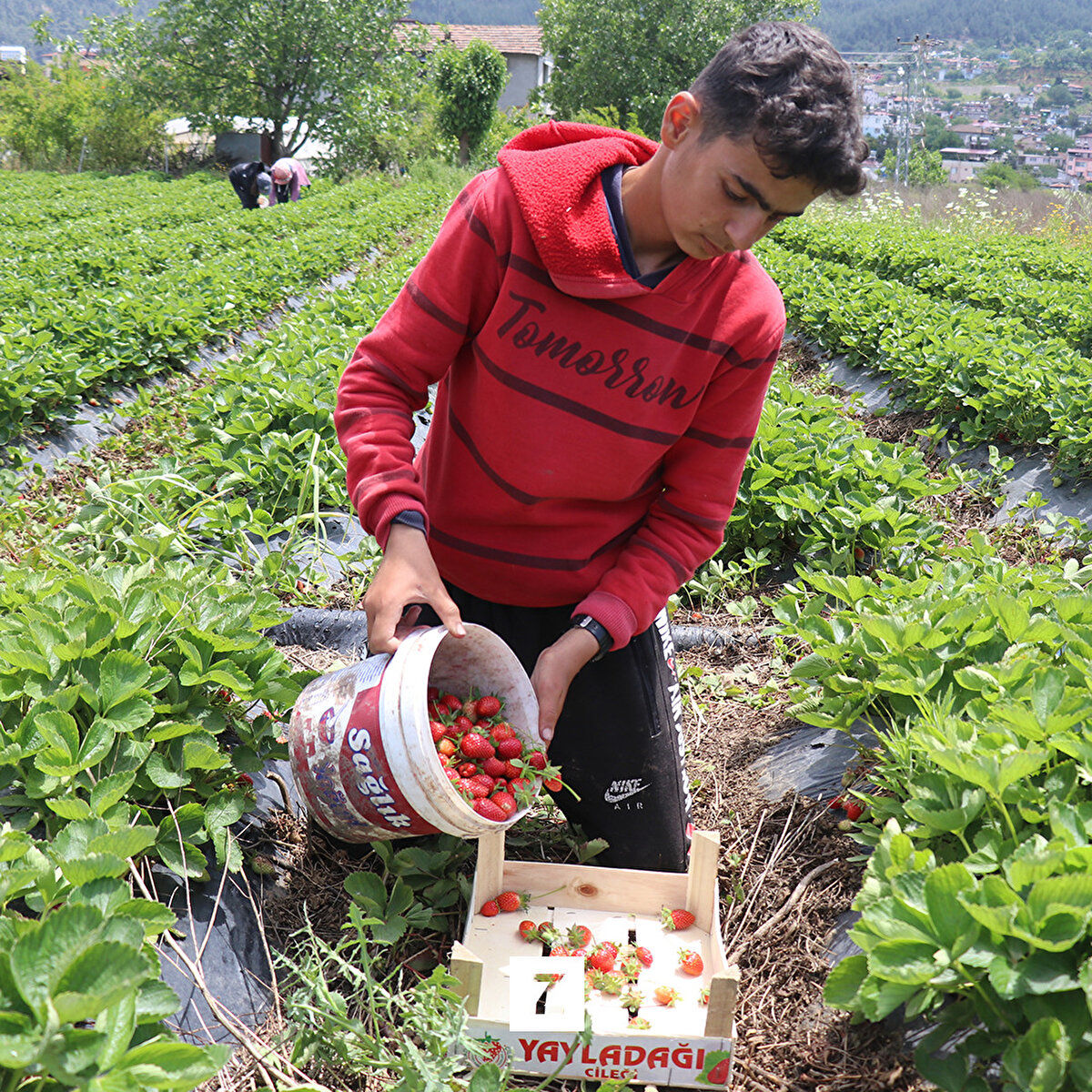 Üreticilerin birçoğunun afetzede olduğunu anlatan Ballı, "İlçemizde her yıl ekim alanı artan çilek, bu yıl yaklaşık 5 bin dekar alanda yetiştiriliyor. Hasadımız başladı. İklim koşulları bu yıl iyi gitti. Verimden gayet memnunuz. Geçen yıla oranla yüzde 50 verim artışımız var." diye konuştu.<br><br>Ballı, bu yıl dekar başı yaklaşık 3 ton ürün topladıklarını dile getirdi.
