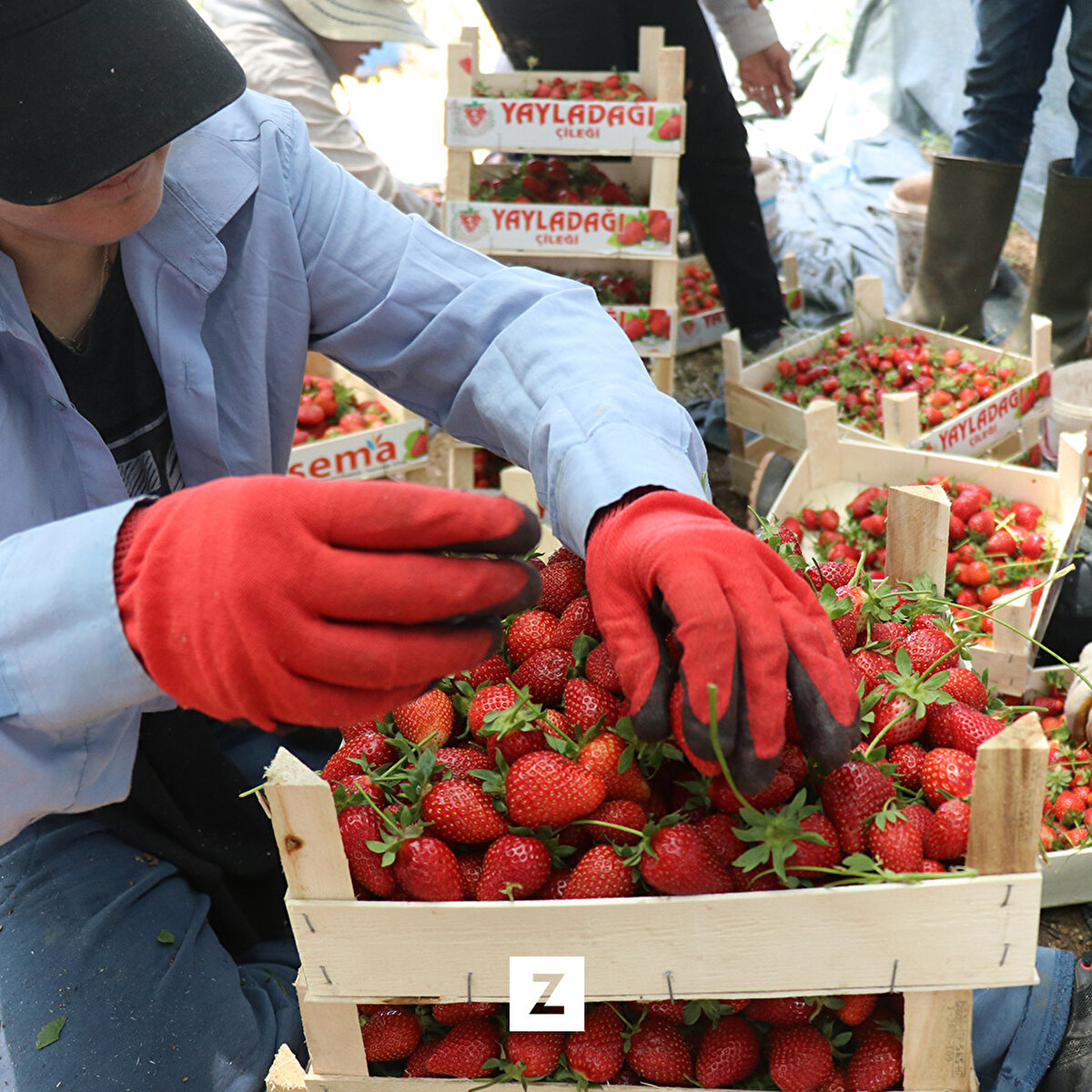 İlçede 2011'de devlet desteğiyle ekimine başlanan ve üretim alanı her geçen gün artan çilek, aroması, uzun raf ömrü ve boyutuyla talep görüyor.