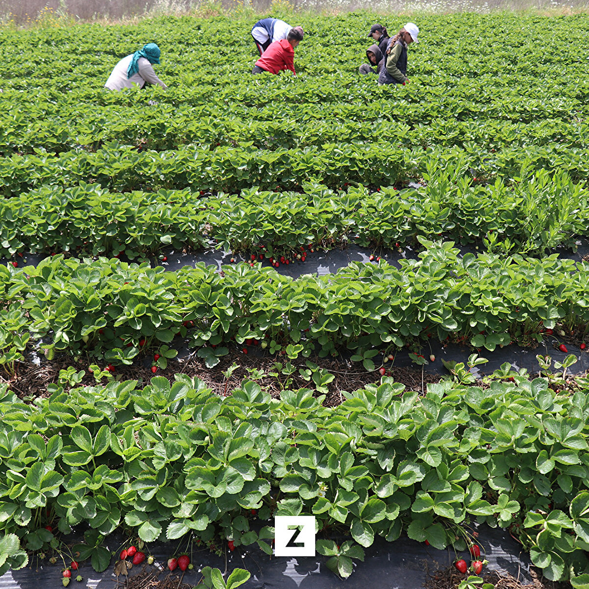 İlçede yetişen çileğin aroması dolayısıyla talep gördüğünü aktaran Ballı, şöyle devam etti:<br><br>"Yaklaşık 18 bin ton rekolte beklediğimiz çileğimizin yüzde 70'i Rusya ve Romanya'ya gidiyor. Geri kalan ise iç piyasada tüketiliyor. Son yıllardaki salgın süreci ve bu yıl da deprem, üreticimizi ister istemez etkiledi. Şu an ihracat satışında sorun yok ancak fiyatlar bir miktar daha artarsa üreticimiz memnun olacak. Deprem felaketinde de sebze halinin ve marketlerin çalışmaması iç pazarda sıkıntılar yaşatabilir. Bu konuda tüm ihracatçılarımızdan, iç piyasa tüccarlarımızdan, depremzede çiftçilerimiz için destek bekliyoruz."