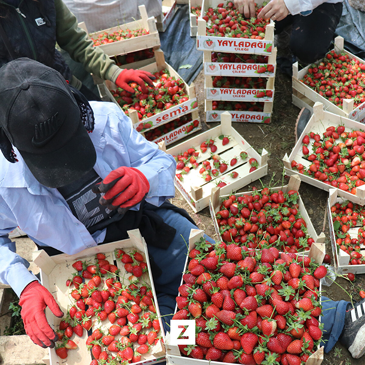 Depremler nedeniyle kimi evini, kimi yakınını kaybeden çiftçiler, 5 bin dekar alanda yetişen ve hasat dönemi gelen ürünü toplamaya başladı.