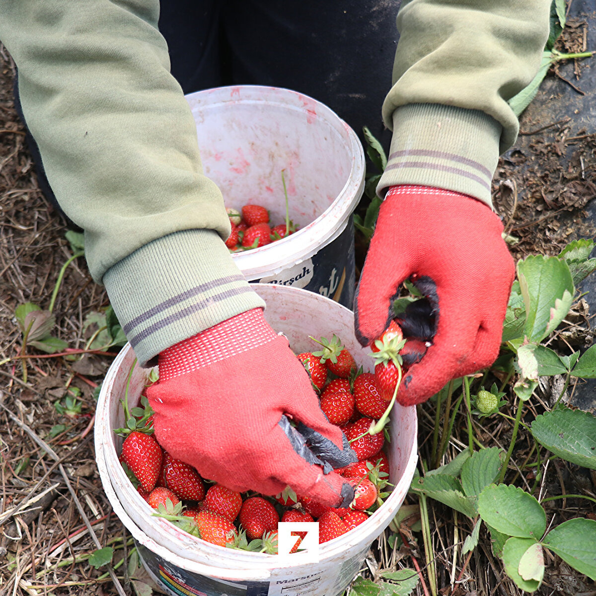 Yayladağı Ziraat Odası Başkanı Mehmet Ali Ballı, AA muhabirine, yaşanan deprem felaketi nedeniyle bu yıl sezona buruk girdiklerini belirtti.