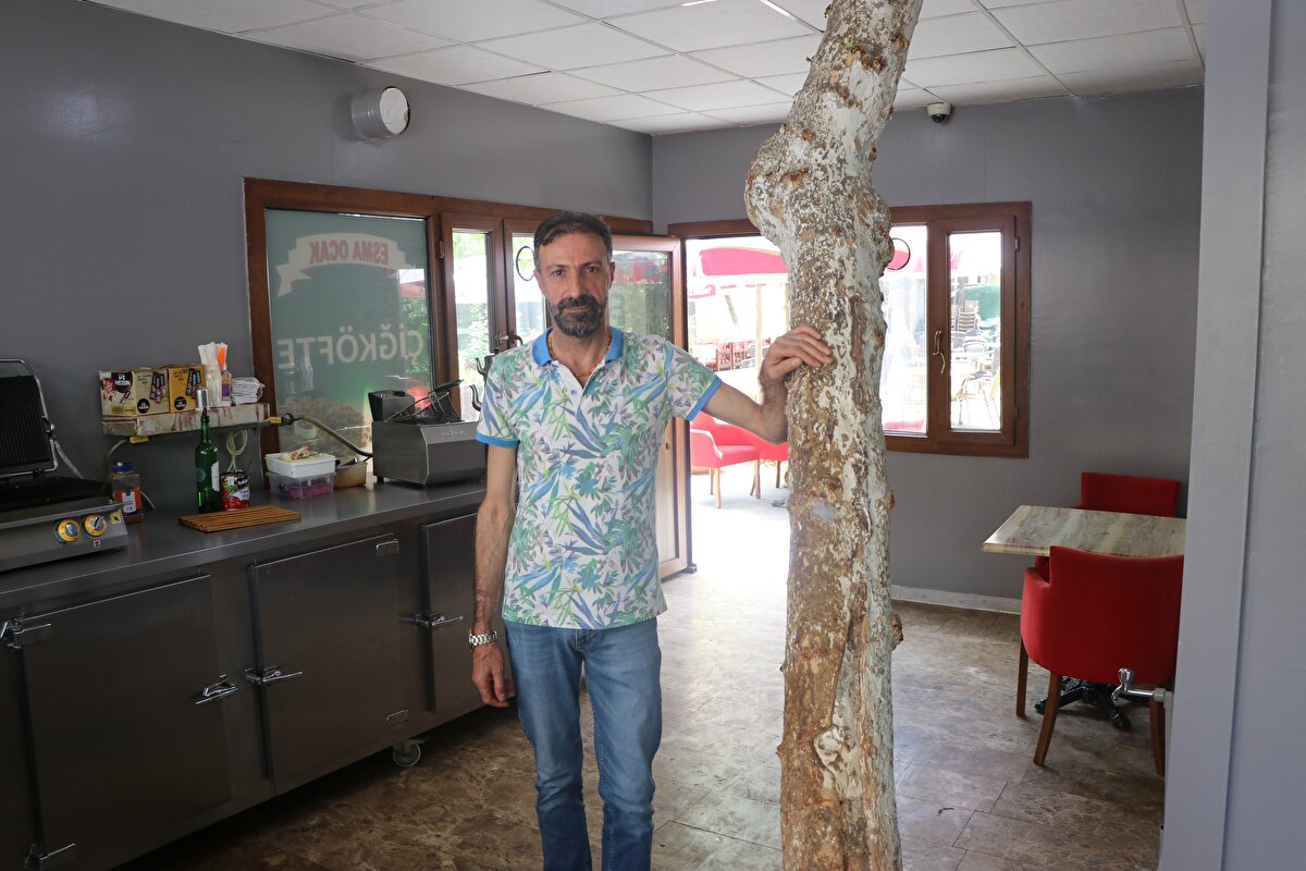 Bu ağacı kesmememizin sebebi de ağaç sevgisidir. Korumaya aldık. Ağacımız 45 yaşında. Ağaç genişledikçe çatı kısmını kesip tekrar köpükleme işini yapıyoruz. Her ne kadar zor olsa bile ağaca önem veriyoruz