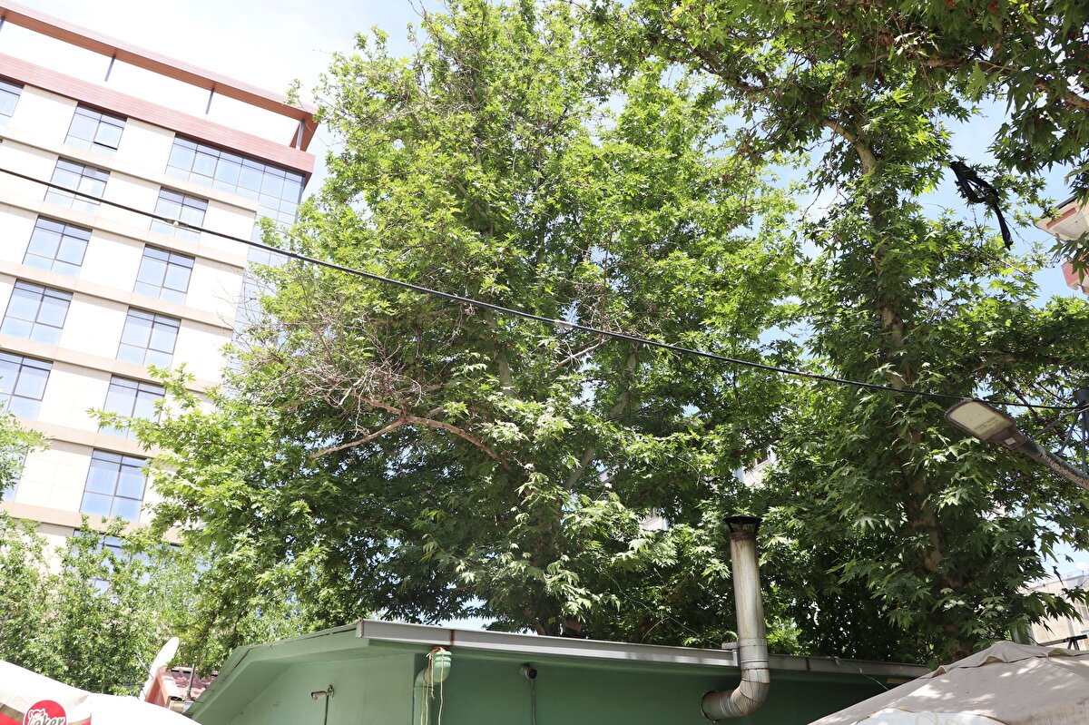 Bazı müşterilerin çok şaşırdığını belirten Sertçelik, "Burayı 2018 yılında devraldık. Bu ağaç kenardaydı. Sonradan burayı genişlettirdik. Ağacı kesmemek için ona özen gösterdik. Biz ağacımızı koruyoruz, her gün sulama yapıyoruz. Üst kısmını da buduyoruz. Her yağmur yağdığında dükkanımıza su girmesine rağmen katlanıyoruz. Ağaçlara önem verdiğimiz için buna katlanıyoruz.