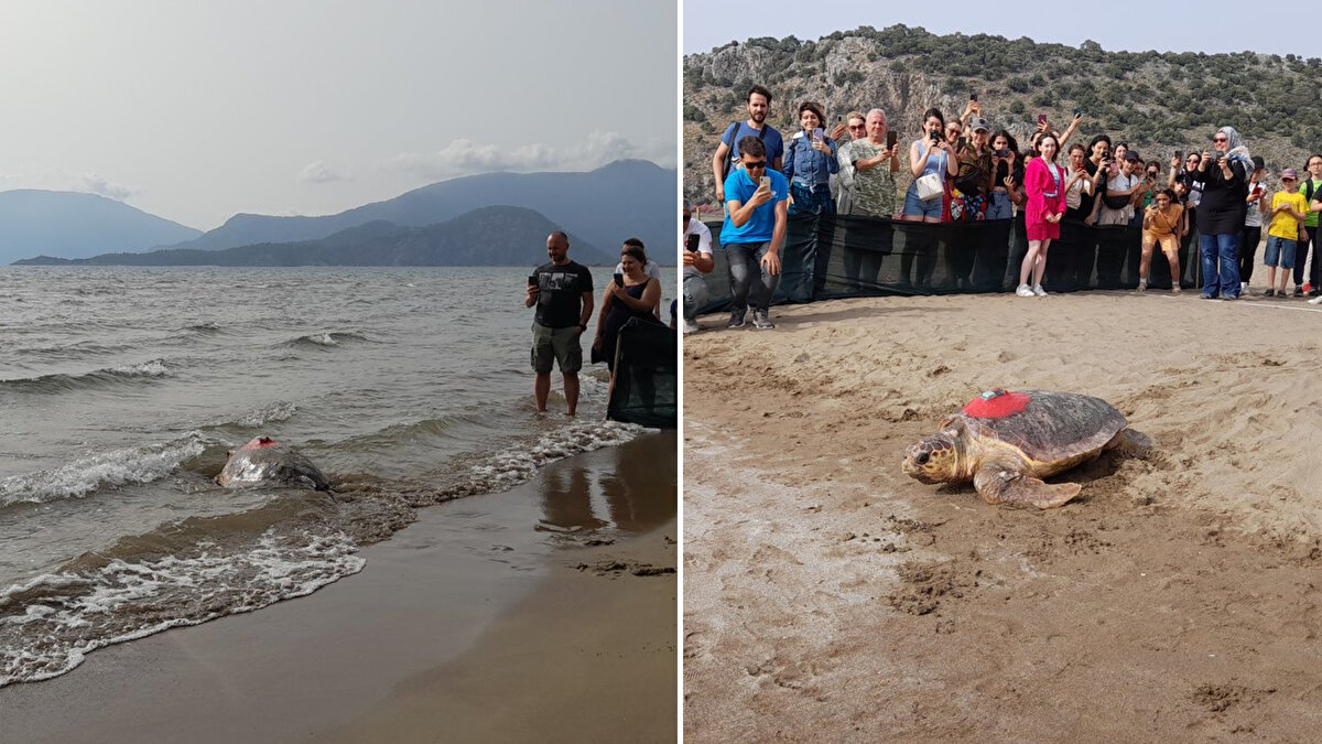 Muğla'da, Deniz Kaplumbağaları Araştırma Kurtarma ve Rehabilitasyon Merkezi'nde (DEKAMER) uydu takip cihazı takılan Türkiye 100 isimli caretta caretta, denize salındı<br>