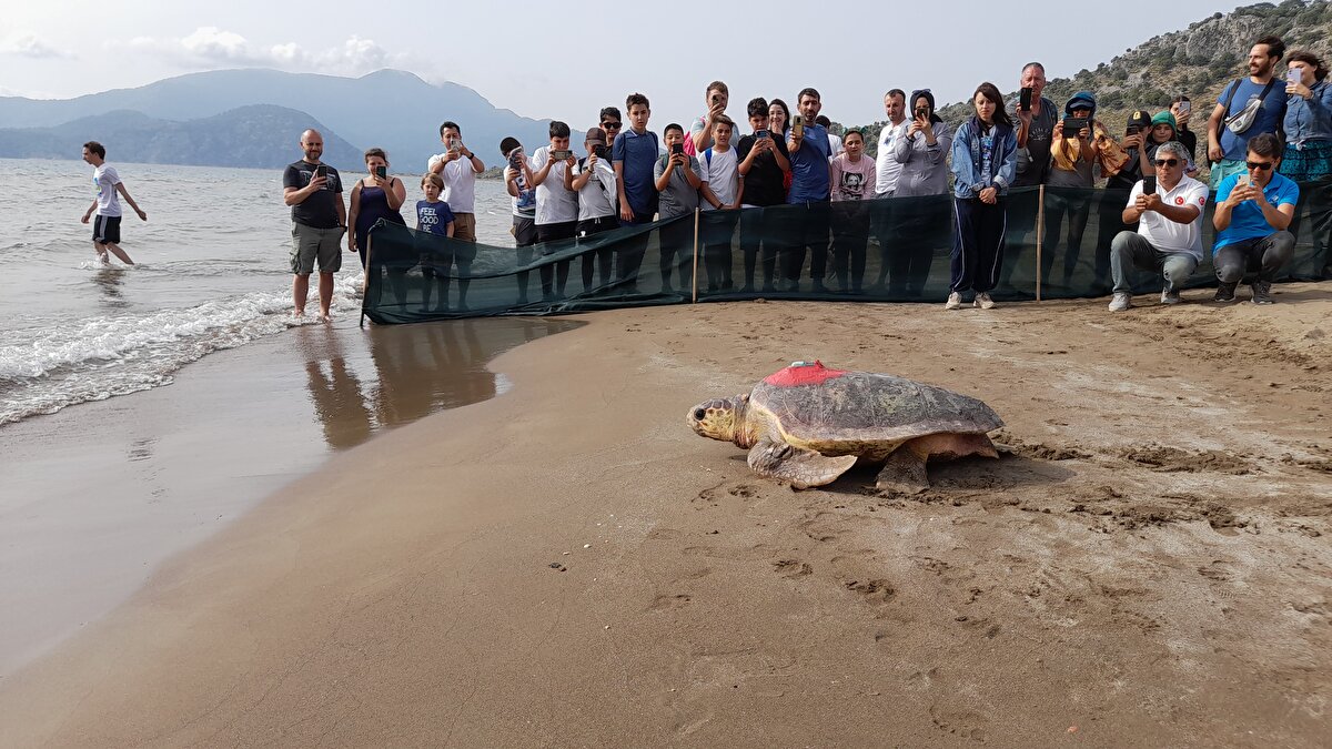 Kaplumbağaların ömürlerinin yüzde 99'unun denizlerde geçtiğini anlatan Kaska, farklı cihazlarla deniz kaplumbağalarının nerelere gittiğini, ne kadar sıklıkta nefes aldıklarını, nerelerde kışladıklarını takip edebildiklerini vurguladı.<br><br>