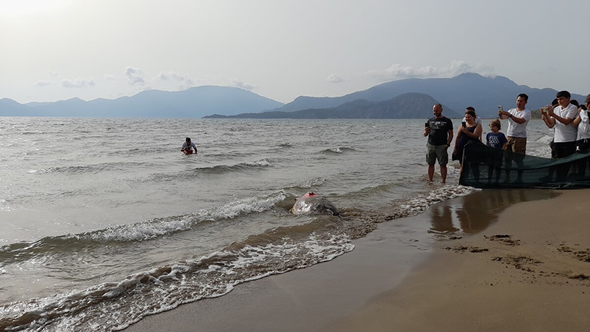 Deniz kaplumbağalarının yuvaladıkları yerde mi yoksa farklı yerlerde mi dolaştıklarının tespitinin önemli olduğunu dile getiren Kaska, şunları kaydetti:<br><br>"Şu ana kadar yaptığımız çalışmalarda en önemli bağlantı Tunus ile Tunus'un Gabes Körfezi. Bu körfeze en fazla giden kaplumbağalarımız vardı. Bir grup Mısır civarına, bir grup da Suriye civarına gidiyordu. Ancak 'Tuba' isimli kaplumbağamız ise Adriyatik Denizi'ne gitti.<br><br>