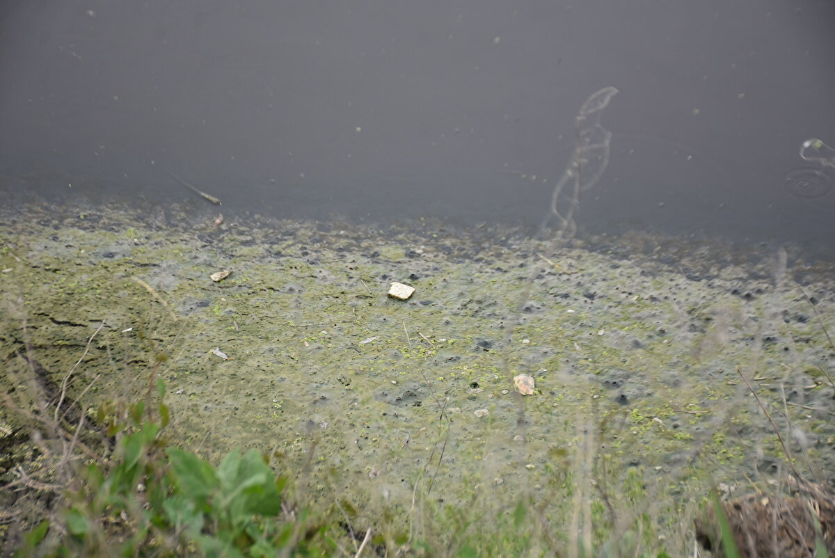 Prof. Dr. Tecer, Ergene Nehri'nde değerlerin yüksek olduğunu belirterek, "Yüksek su kriteri olan parametrelere baktığımız zaman toplam azotu 1,5 miligram/litreden fazla ise kirli suları işaret ediyor. Burada 12,58 miligram/litre seviyesinde. Kimyasal oksijen ihtiyacı da 50'nin üzerindeyse de kirli su olarak kabul ediyoruz.<br><br>