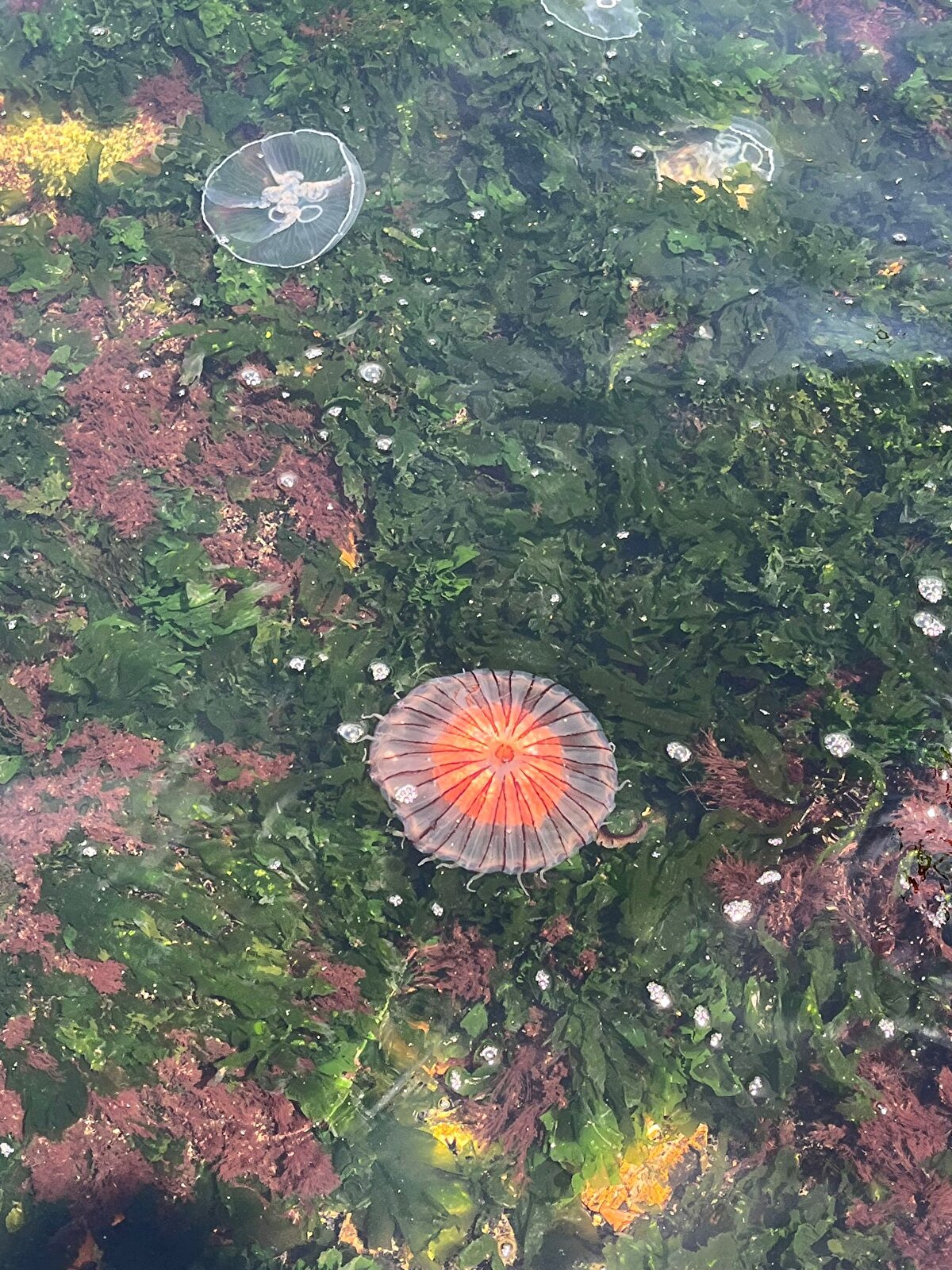 "ZEHRİ DİĞER DENİZANALARINA GÖRE DAHA ETKİLİ" <br>Prof. Dr. Okyar, şaşırılacak bir durum olmadığına dikkat çekerek "Şaşırılacak bir durum değil ama tabi ki zehir olarak diğer Marmara Denizi'nde yaygın olarak görülen beyaz denizanasına göre zehri daha etkili. Mümkünse dokunulmaması, karşılaşılırsa dikkat edilmesi gerekir. Sahilde görülürse dokunulmamasını tavsiye ederim. Tüm denizanaları balık popülasyonunu tehdit eder. Sadece pusula denizanası üzerinden değil, Marmara Denizi'nde bulunan tüm denizanaları balık stoklarını tehdit eder. Çünkü bunlar hem balıkların besinini oluşturan, zooplankton dediğimiz canlılar üzerinden, mikroskobik hayvansal canlılar üzerinden beslenirler. Hem de balıkların yumurta ve lavraları üzerinden beslenirler" diye konuştu. 