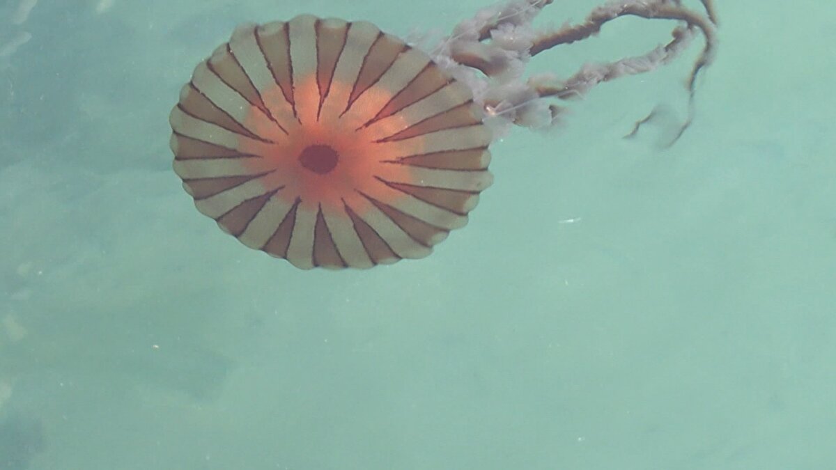 2000'li yıllarda Erdek Körfezi'ndan giriş yapan, 2008-2009 yılları arasında da büyük bir artış gösteren tür, Marmara Denizi'nde yeniden görülmeye başlandı. 