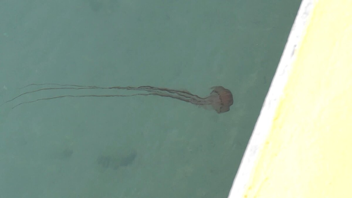 "İSTANBUL BOĞAZI VE ÇEVRESİNDE YAYGIN OLARAK GÖRÜLÜYOR" <br>Prof. Dr. Okyar, "2008-2009 yıllarında büyük bir artış gösterdi hatta o dönem bu tür zehirli mi diye çok yer almıştı. Çünkü görsel olarak da ilgi çeken bir tür, kırmızı, kahverengimsi bir tür. Sonrasında biraz ortamdan çekildi çünkü ilk girmenin vermiş olduğu etkiyle baskınlığını kazandı. Sonra ortamın değişimine uyarak belli bir dengeye oturdu. Dönem dönem özellikle bahar aylarında, bu dönemlerde bu tür görünür hale geçiyor. Çanakkale Boğazı girişi, Marmara Denizi'nin güneyinde yaygın olarak görülen bir tür. Bunun dışında tüm Marmara Denizi'nde görülüyor. İstanbul Boğazı ve çevresinde yaygın olarak bu mevsimlerde görüyoruz" dedi. <br><br>