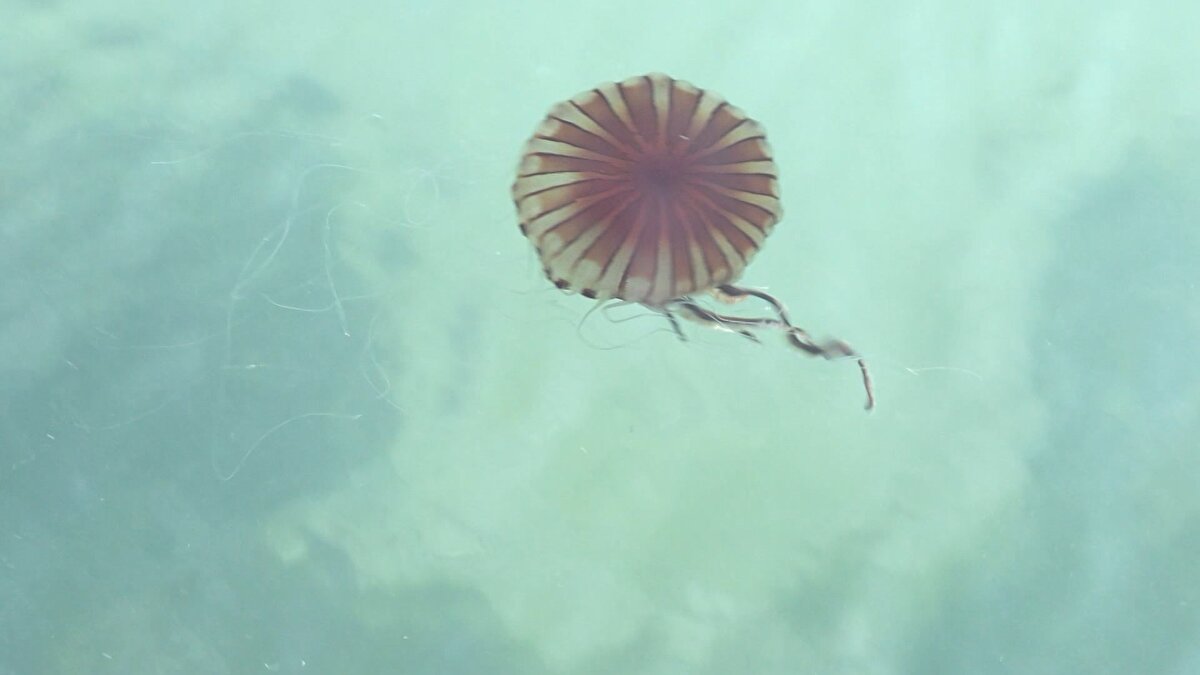 "BU TÜRLERİN İSTEDİĞİ ŞEKİLDE MEVSİM GEÇİŞLERİ YAŞANIYOR" <br>Pusula denizanalarının son birkaç yıldır tekrar artışa geçtiğini hatırlatan Prof. Dr. Okyar, "Son 1-2 yıldır tekrar bir artışa geçtiğine yönelik irtibatta olduğumuz, çevrede yaşayan insanlardan, balıkçılardan veya biz de denizdeyiz ve gözlemliyoruz. 1-2 yılda bir artışı var gibi görünüyor. Son 2 yılda Marmara Denizi de çok derin değişimler geçirdi. Müsilaj geçirdi, iklim ılıman geçiyor tam da bu türlerin istediği şekilde mevsim geçişlerini yaşıyoruz. Doğal olarak tekrar yoğun bir artış yapabilir ama bunun kesin bir sözü yok. Yapabilir de yapmayabilir de ama şunu çok net söyleyebiliriz ki bu tür artık Marmara Denizi'nde görülen bir tür. Özellikle bahar sonu, yaz aylarında daha sık görüyoruzö ifadelerini kullandı. 