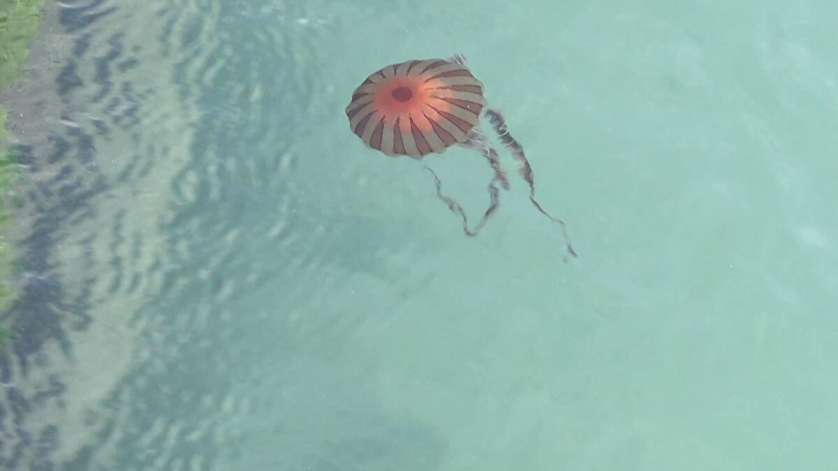 Çoğunlukla Büyükçekmece sahilde görülen, kırmızı ve kahverengi görüntüsüyle tedirgin eden pusula denizanaları için İstanbul Üniversitesi Su Bilimleri Fakültesi Dekanı Prof. Dr. Melek İşinibilir Okyar, "Çanakkale Boğazı girişi, Marmara Denizi'nin güneyinde yaygın olarak görülen bir tür. Bunun dışında tüm Marmara Denizi'nde görülüyor. İstanbul Boğazı ve çevresinde yaygın olarak bu mevsimlerde görüyoruz" diye konuştu.  