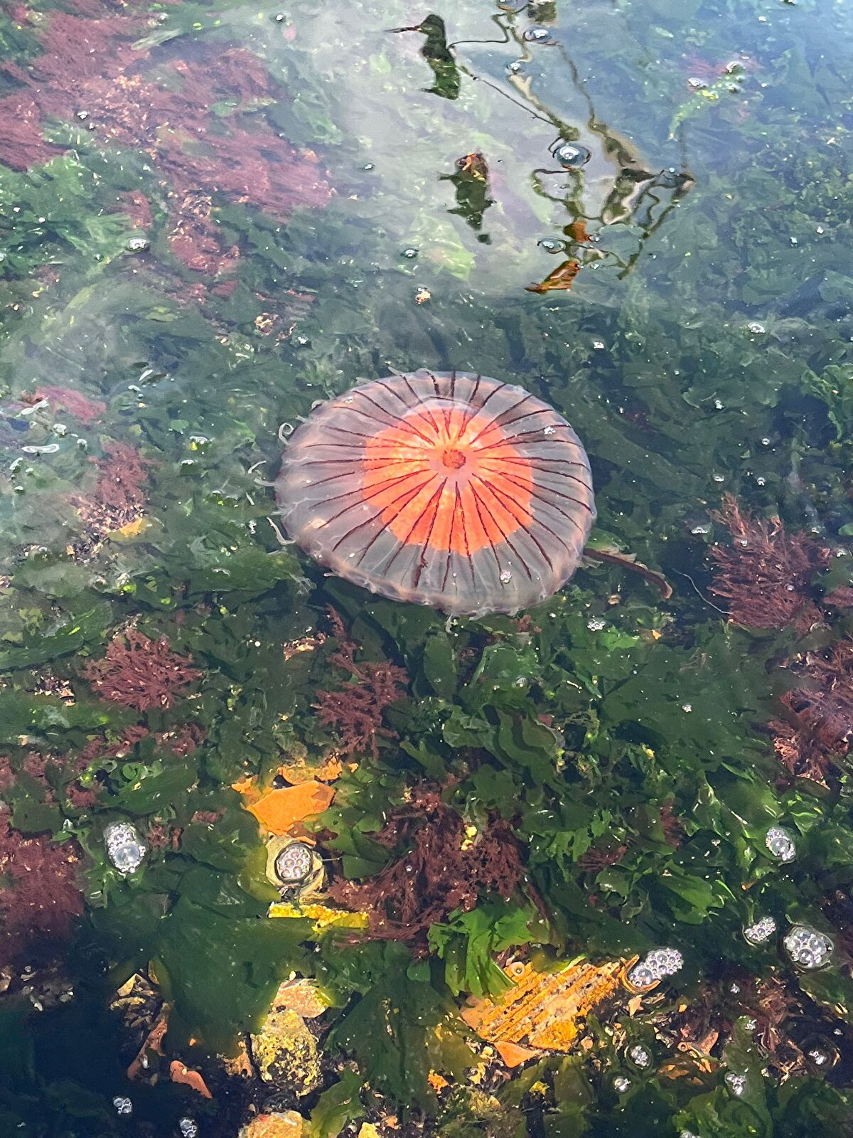 "BALIK STOKLARININ CİDDİ TEHDİDİNİ OLUŞTURUYORLAR"  <br>Prof. Dr. Okyar, "Doğal olarak balığı hem beslenme hem de üreme yönünden etkilediklerinden dolayı balık stoklarının ciddi tehdidini oluştururlar. Marmara Denizi'nde de son dönemlerde denizanalarında ciddi artış olması sebebiyle balıkçılardan bize de şikayet geliyor. Balıkçı ağını çekerken, denizanalarının yüzde 95'i sudan oluşur. Çekerken bu sıkışma esnasında bunlar parçalandıklarından dolayı parçalandığında sümüksü yapı ağların ağ göz açıklığını kapattığından dolayı ağın alınmasında balıkçıya zorluk çıkarır. Süzülmesi gereken su süzülmez, o suyu da birlikte çekmek durumunda kalır balıkçı. Bu yüzden daha fazla enerji, daha fazla yakıt, daha fazla zaman harcamak durumunda. O yüzden böyle de bir zararı var. Hem stok yönünden hem de ekonomik olarak zararı var.  Tüm balıkları etkiler ama özellikle pelajik balıklar. Su kütlesinde hareket eden özellikle yüzeye yakın göç eden balıkları daha çok etkiler. Hamsi, sardalya gibi balıklar daha çok etkilenir. Denizdeki tüm canlıları denizanaları etkiler" ifadelerini kullandı