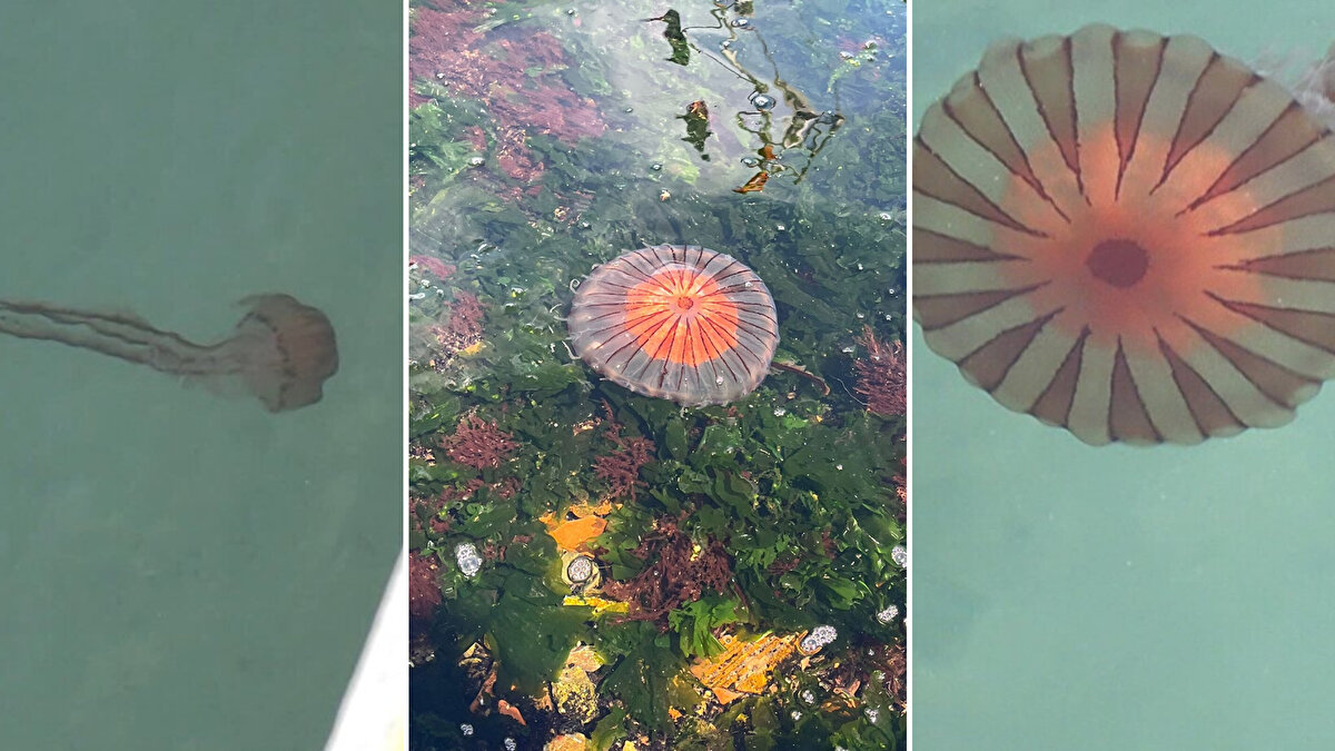 Doğal yaşam alanları Akdeniz ile Ege olan ve zehirli olarak bilinen pusula denizanaları Çanakkale Boğazı'nın ardından Marmara Denizi'nde de artış gösteriyor. 