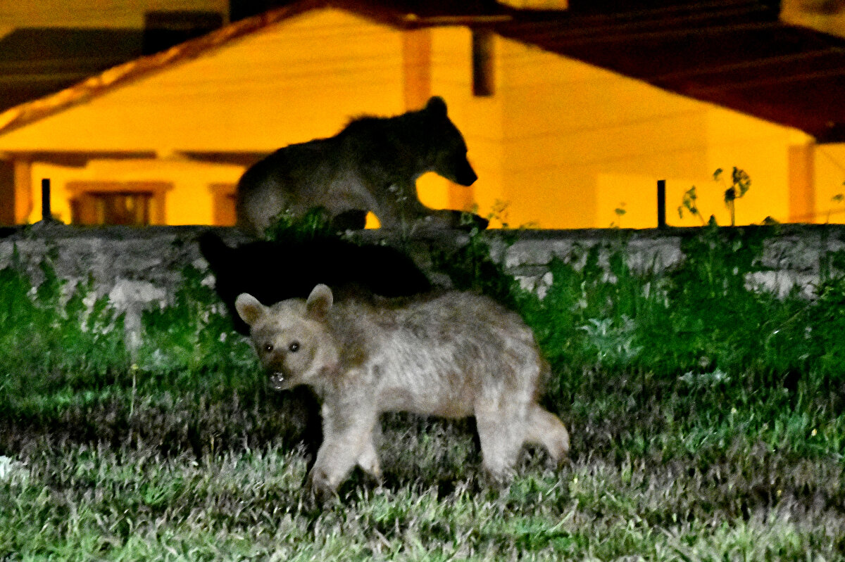 Çöp konteynerlerinde buldukları yiyeceklerle karınlarını doyuran bozayı yavruları karanlıkta gözden kayboldu.<br>