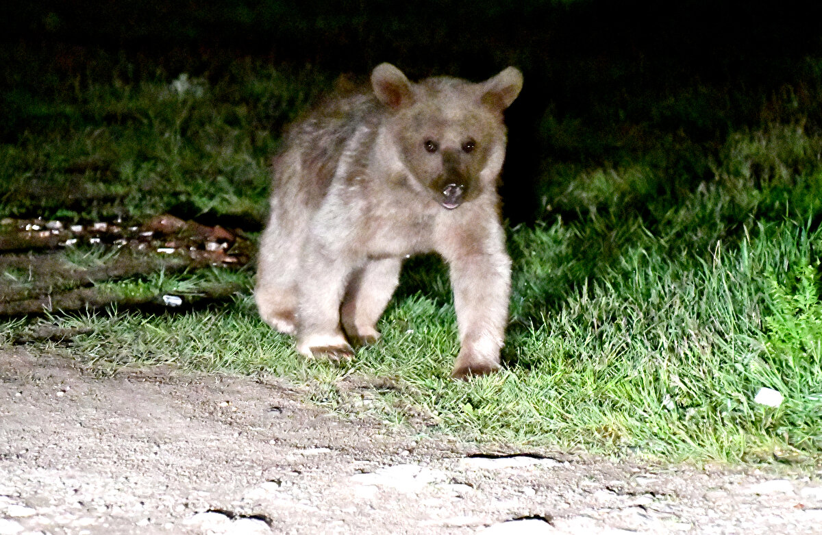 Mahalle sakinlerinden Emir Ali Bakışcı, AA muhabirine, dünyanın göç eden tek bozayı türü olarak bildikleri bu bozayılara alışkın olduklarını söyledi.<br>