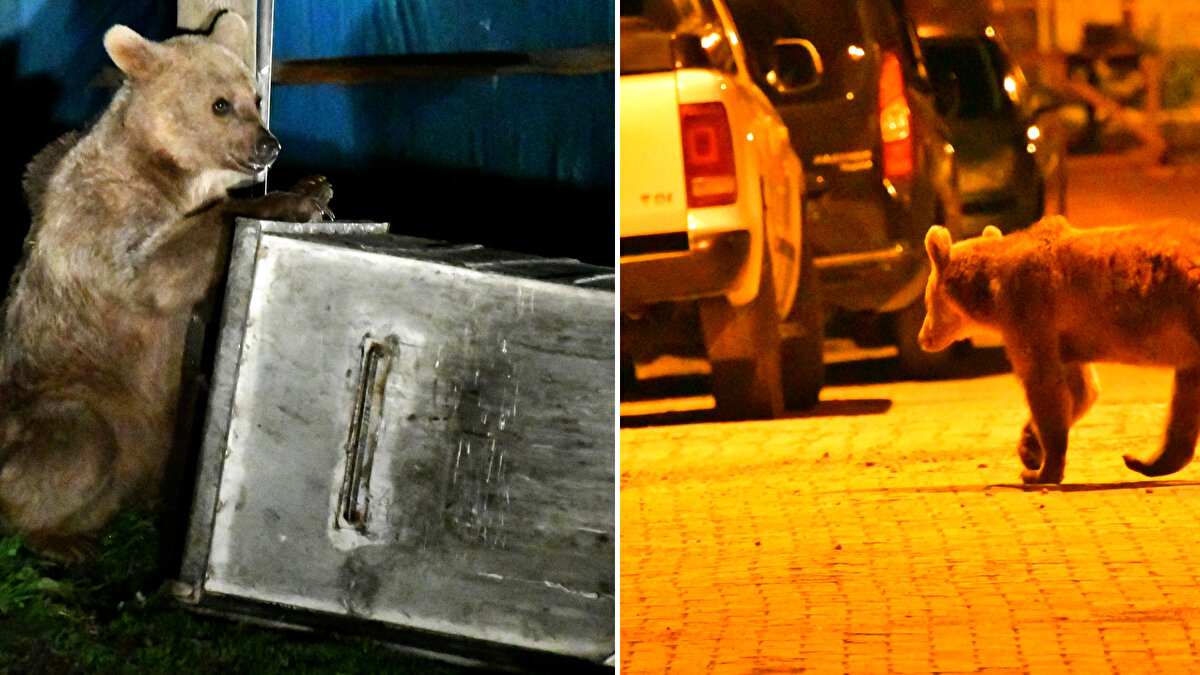 İlçedeki ormanlık alana yakın İnönü Mahallesi'ne gelen bozayı yavruları, evlerin duvarlarına tırmandı, bahçelerde gezinip çöp konteynerlerinde yiyecek aradı.