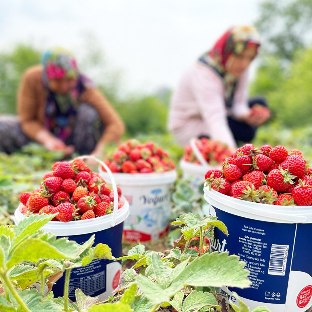 Çetinkaya, "Bugün Osmanlı çileğinin adından söz edebiliyorsak ve bunu ekonomiye katmaya çalışıyorsak, bu kuruluşun etkileri büyüktür." dedi.