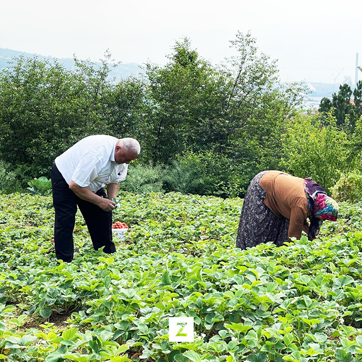 İlçe Tarım ve Orman Müdürlüğü ziraat mühendisi Ali Ercan, araştırmalar ve elde edilen bilgiler ışığında Osmanlı çileği tohumunun 1800'lü yıllarda İstanbul-Arnavutköy'de yetiştirildiğinin bilindiğini ve bu yüz yılın sonuna doğru da ilçeye getirildiğini anlattı.