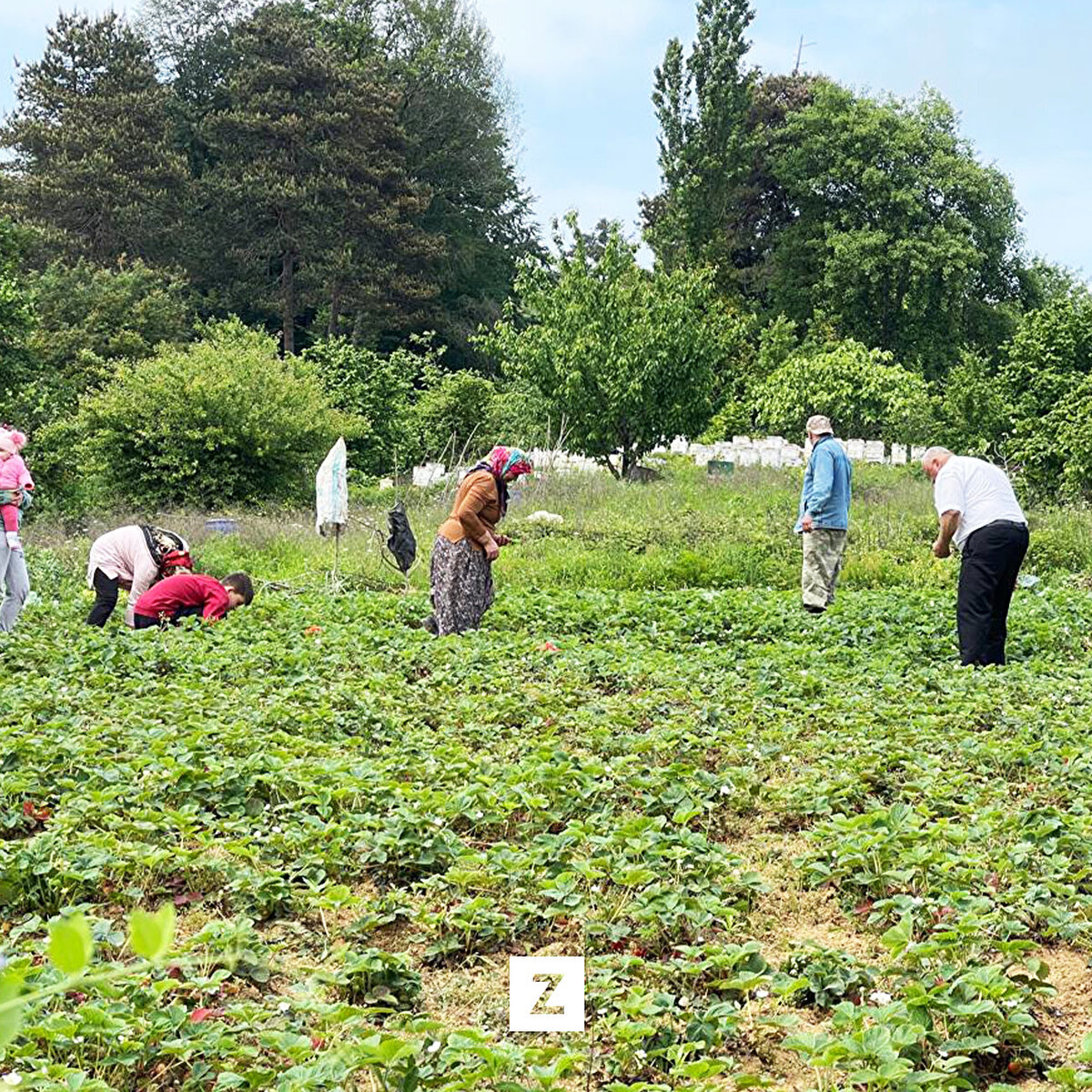 Karadeniz Ereğli Osmanlı Çileğini Yaygınlaştırma ve Üreticileri Koruma Derneği Başkanı Şaban Çetinkaya, üretimi yeniden canlandırma için çileğin önemini anlatmak üzere çalmadık kapı bırakmadıklarını dile getirdi.