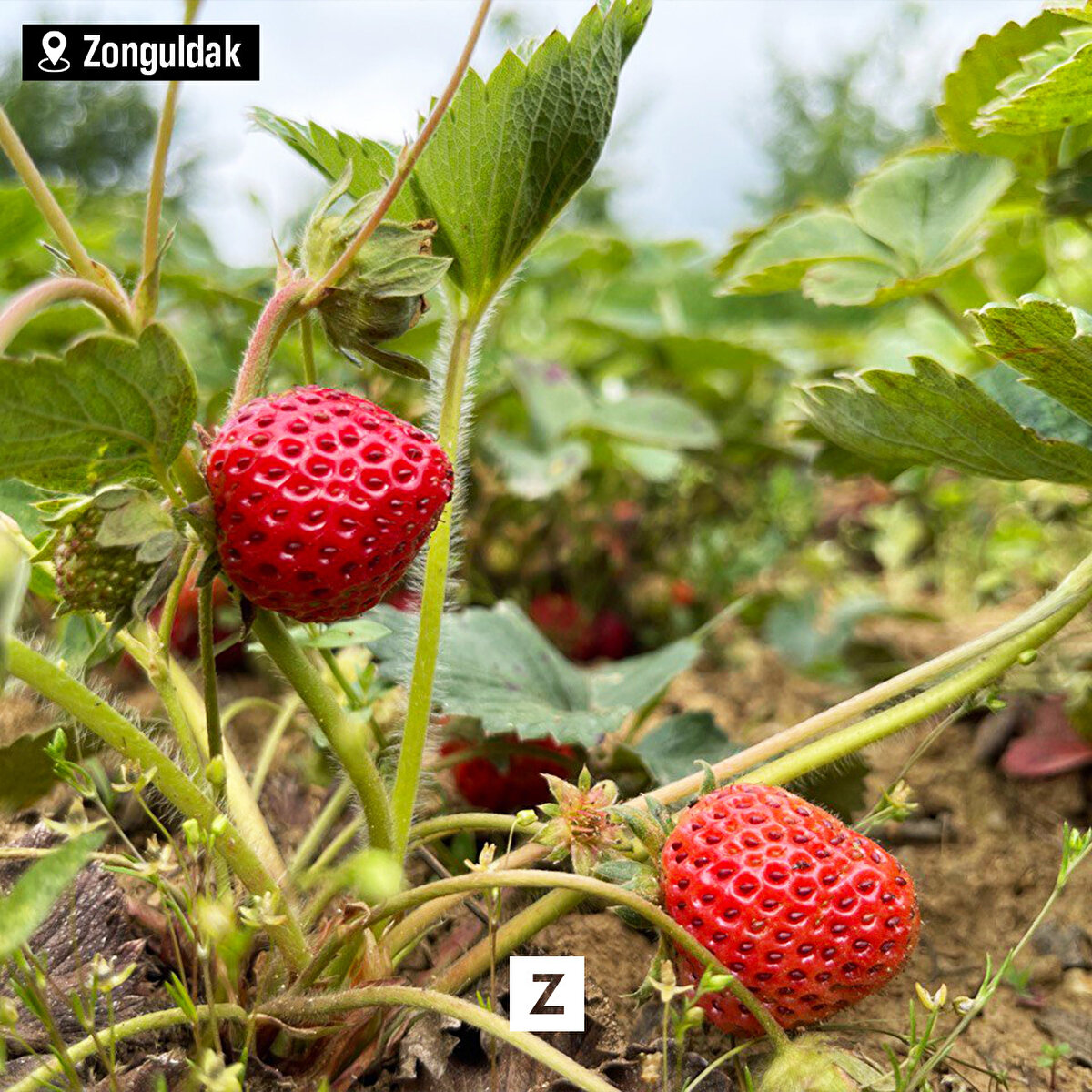 Zonguldak'ın Karadeniz Ereğli ilçesinde 1800'lü yıllarda İstanbul'dan getirilen tohumlarla yetiştiriciliğine başlanan Osmanlı çileği tezgahlardaki yerini almaya başladı.<br>