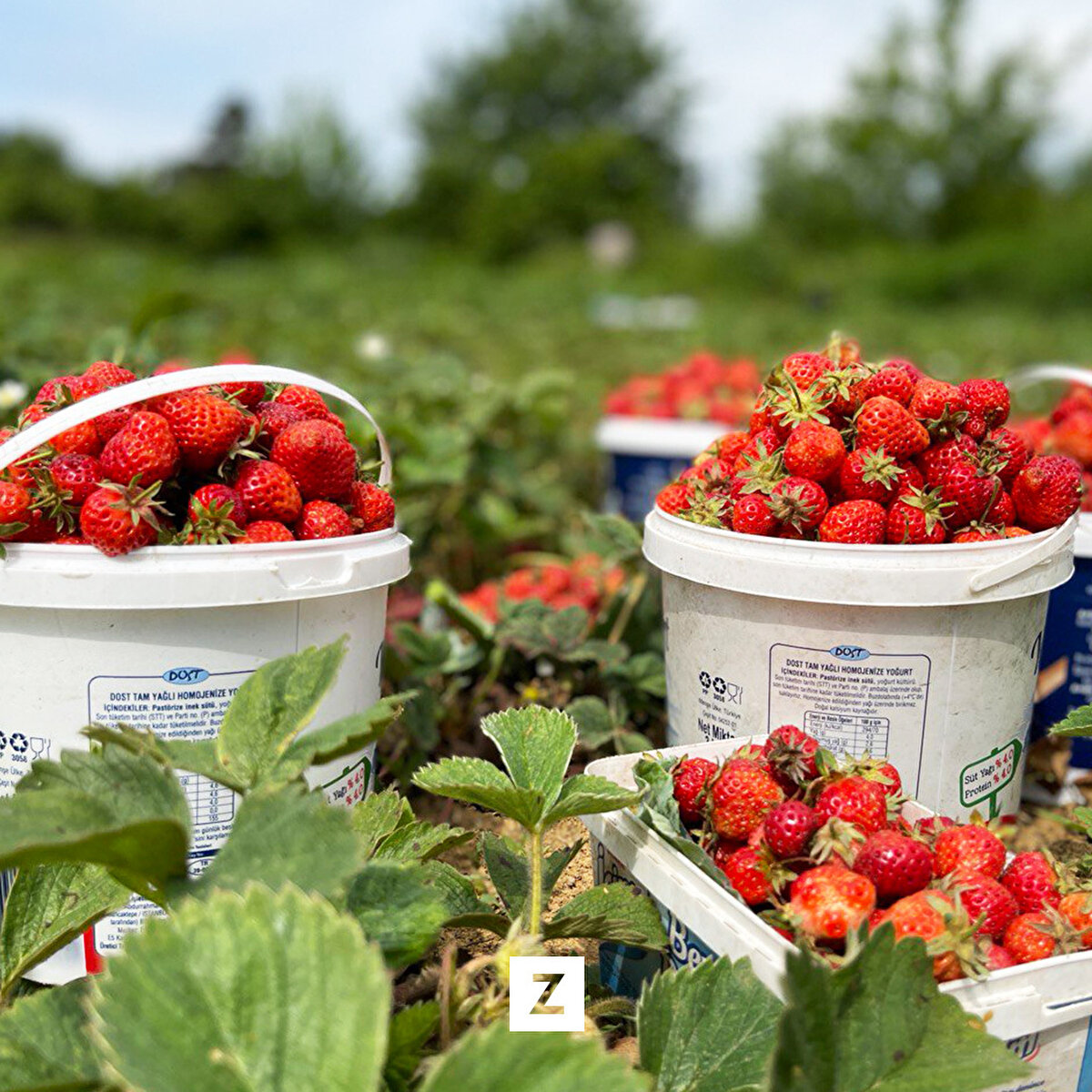 Üretici Cengiz Malçok, çilek üretiminin dedelerinden kalma olduğunu ve kendilerinden sonra da torunlarının bu işe devam edeceğini belirtti.<br><br>Bahar aylarında başladıkları işin haziran ayının sonuna kadar sürdüğüne değinen Malçok, "Gün ağarmadan toplamaya başlar, 09.00'a doğru tamamlarız. Akşam 5-6'dan sonra da tekrar toplarız. Bu şekilde işimiz devam eder." diye konuştu.