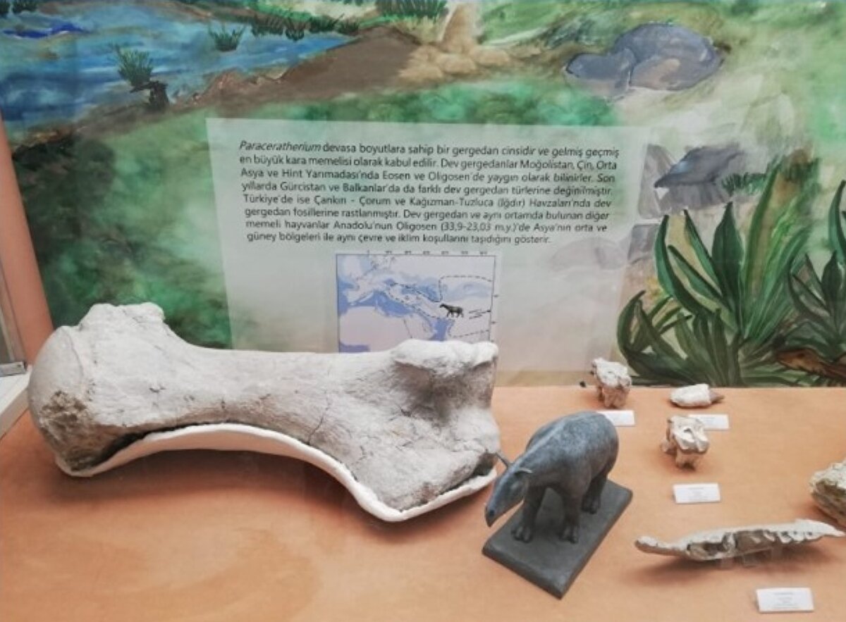 Oyal, şöyle devam etti:<br><br>"Çankırı, Kızılırmak Kemallı lokalitesinde dev gergedana ait olarak tespit ettiğimiz ilk fosil bulguları 2015 yılında MTA Müze Araştırma Projesi kapsamında prospeksiyon ön etüt çalışmaları esnasında tespit edildi. Burada 2015 yılında yaptığımız çalışmalarda dev gergedana ait pazu kemiği, ön kol kemiği, kaval kemiği, parmak, kemiği, bilek kemikleri, ayak kemikleri gibi etraf kemiklerine ait bulgular tespit edildi. Bu yıl içinde de Kemallı lokalitesinde MTA Genel Müdürlüğü Müze Araştırma Projesi kapsamında yaptığımız çalışmada yine dev gergedana ait etraf kemiği örnekleri tespit edildi. Bu lokalitelerdeki bulgulara ilişkin kesin bir yaş vermek gerekirse dev gergedanın yaşının 28 milyon olduğunu düşünüyoruz."