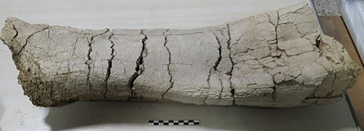 "En çok dev gergedana ait fosil örneklerinin Türkiye'de olduğunu tespit ettik"<br><br>Dev gergedan örneklerine önceki yıllarda daha çok Moğolistan, Çin, Hint Yarımadası ve Orta Asya'da rastlandığına işaret eden Oyal, "Yaptığımız çalışmalarda en çok dev gergedana ait fosil örneklerinin Türkiye'de olduğunu tespit ettik. Bu yıl Kemallı lokalitesinde çalışmalar yaptık. Dev gergedana ait yeni örnekler bulduk. Bu örnekleri Ankara'daki müzemize taşıdık. Müzede paleontoloji laboratuvarlarında restore edildikten sonra envanter numaraları verilip arşive alınacaklar. Uygun olan örnekler, dikkat çekici olanlar teşhire konularak halkımızın beğenisine ve ilgisine sunulacak." ifadelerini kullandı.<br>