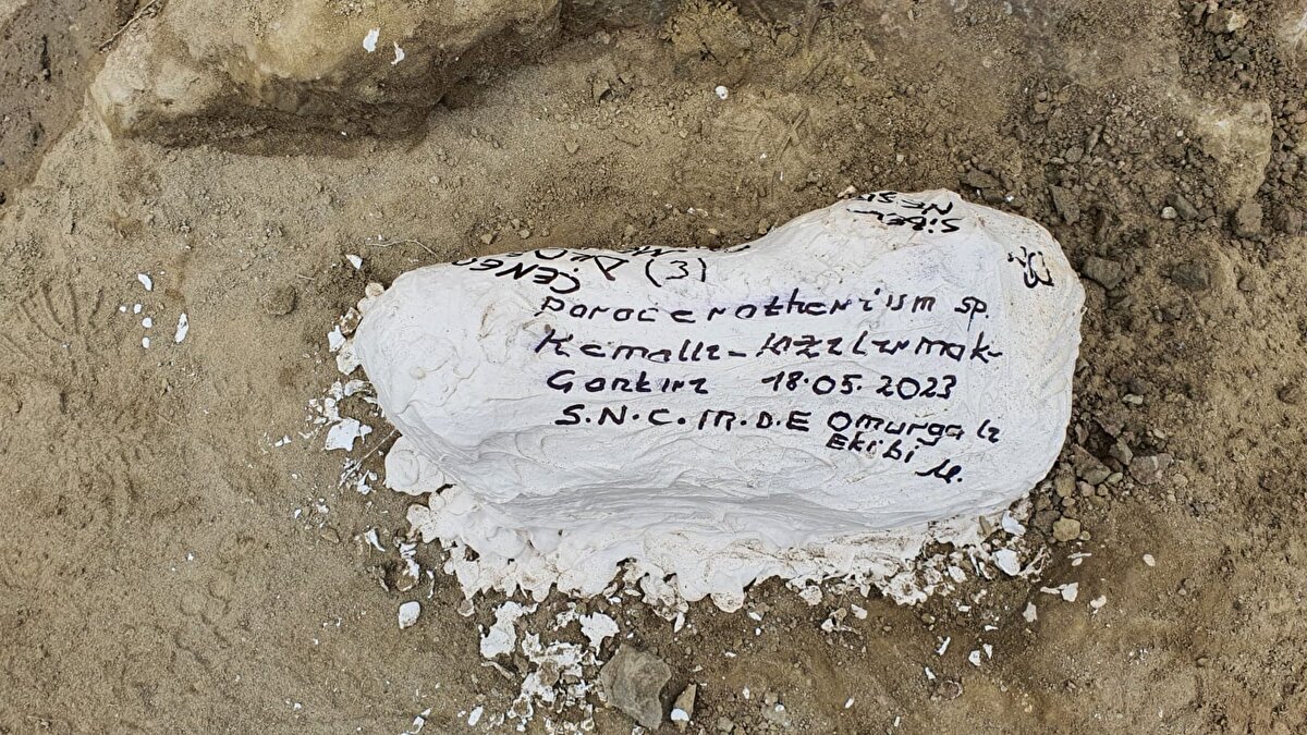 Bölgede daha önce yaklaşık 28 milyon yıllık olduğu değerlendirilen dev gergedan fosili bulunduğunu hatırlatan Oyal, "Gelmiş geçmiş en büyük kara memelisi olarak bilinen dev gergedan fosillerinin Anadolu'da bulunması, göç yollarının ve yayılım alanlarının tespiti açısından büyük önem taşımaktadır." dedi.<br>