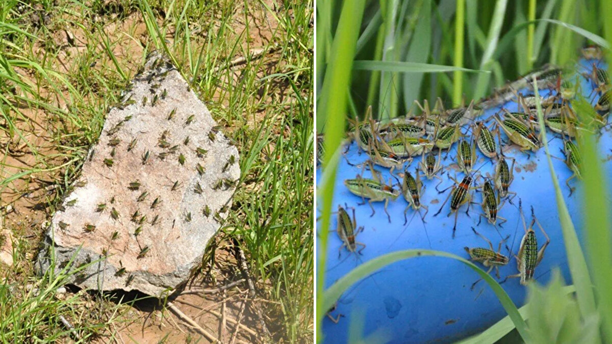 Şiran ilçesine bağlı Çevrepınar köyünde evleri ve tarım arazilerini çekirgeler istila etti. Bahçelerdeki biber, domates, fasulye gibi mahsulleri yiyerek yok eden çekirgeler için İlçe Tarım Müdürlüğü ekipleri çalışma başlattı.<br><br>