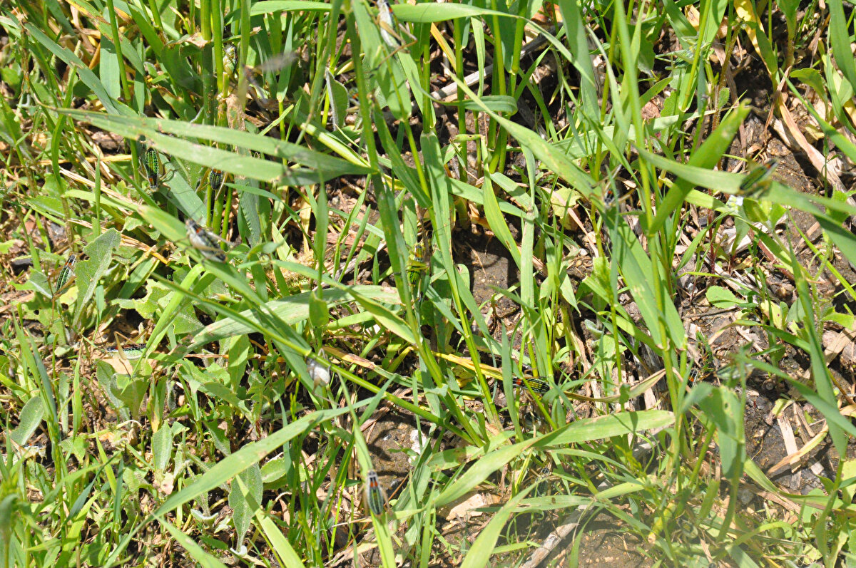 Yapılan incelemelerde sayıları binleri aşan türün, Türkiye'nin tüm bölgelerinde olan "yeşil çekirge" olduğu tespit edildi. Ekipler ilaçlama çalışması yaptı. Ancak yoğun yağışlar ilacın etkisini azaltınca mücadele sonuç vermedi.<br><br>