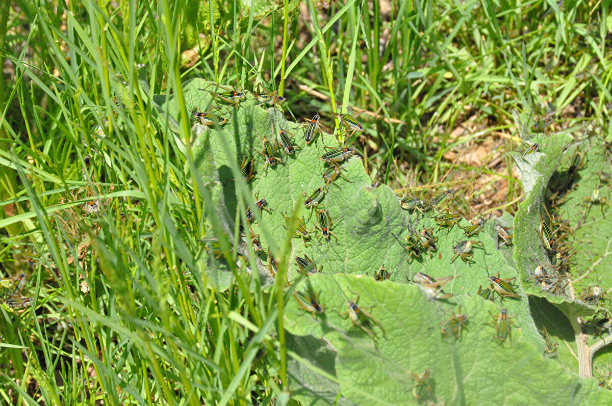Şiran İlçe Tarım Müdürlüğü’nden yapılan açıklamada, ilçede daha önce de çekirge istilası görüldüğü belirtildi. Çekirgelere karşı ilaçlama çalışmasının sürdürüldüğü, ancak yağışların mücadeleyi olumsuz etkilediği bildirildi. Açıklamada, yağışların durmasıyla yeniden bölgede kapsamlı ilaçlama çalışmalarının yapılacağı ifade edildi.<br><br>