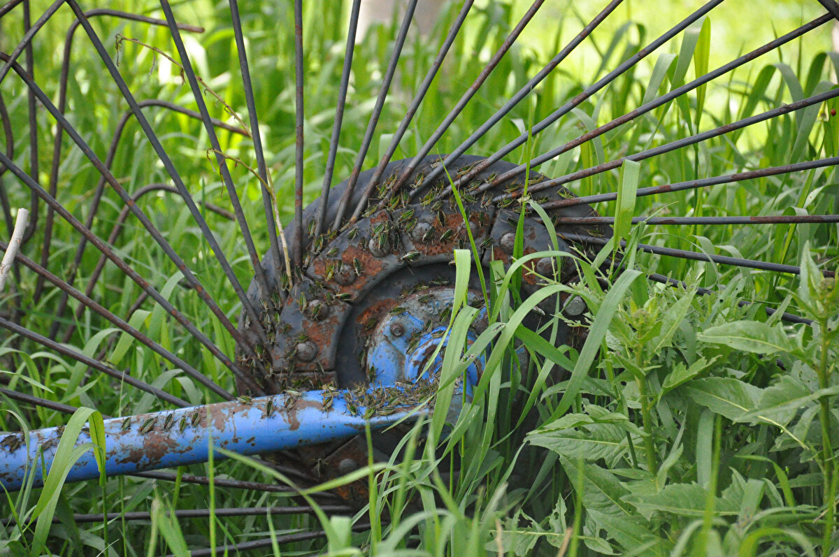 Köy muhtarı Seyfettin Nazlı, ilaçlı mücadeleden yağış nedeniyle fayda alınamadığını belirterek, “Köyümüzde çekirgeler başımızı bela oldu. Sinek kadar büyüklükteler, ekinlere zarar veriyor. Bu sıkıntı daha önce diğer köylerde de yaşanmıştı. Ekipler o zaman müdahalede bulunarak, çekirge istilasını durdurdular. Köyümüzde son dönemde çekirgeler yoğunlaştı. Yeterli ekipmanımız, ilaç pompası olmadığı için istilanın önüne geçemedik. Yeterli ilaçlamalar yapıldı ancak havalar aşırı yağışlı geçmesi, ilaçlamalardan fayda alınmasına engel oldu. Havaların düzelmesiyle birlikte gerekli çalışmaları yeniden yapacaklar.” dedi.<br><br>