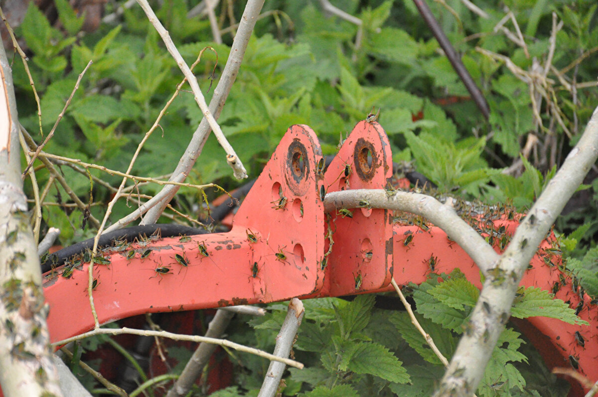 Köylülerden Hanım Yılmaz da “Kapımızı, penceremizi açamıyoruz. Dışarı çıkarken ilk önce kapıya tekme atıyorum ki; ‘çekirgeler düşsünde dışarı çıkalım’ diye. Çamaşır asamıyorum. İnsanın eli ayağı da kaşınıyor. Umarız bir çare bulunur.” diye konuştu.<br><br>