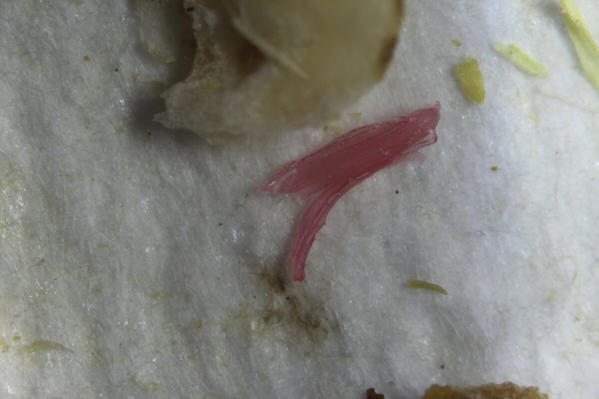 100 gramında ortalama 52 mikroplastik parçacığı<br>Urfa kebabı hem çiğ hem de pişmiş olarak, kokoreç ve böreği ise pişmiş olarak satın alıp incelediklerini aktaran Özuluğ, Urfa kebabın 100 gramında ortalama 52, kokoreçte 470, börekte ise 830 mikroplastik parçacığına rastladıklarını söyledi.